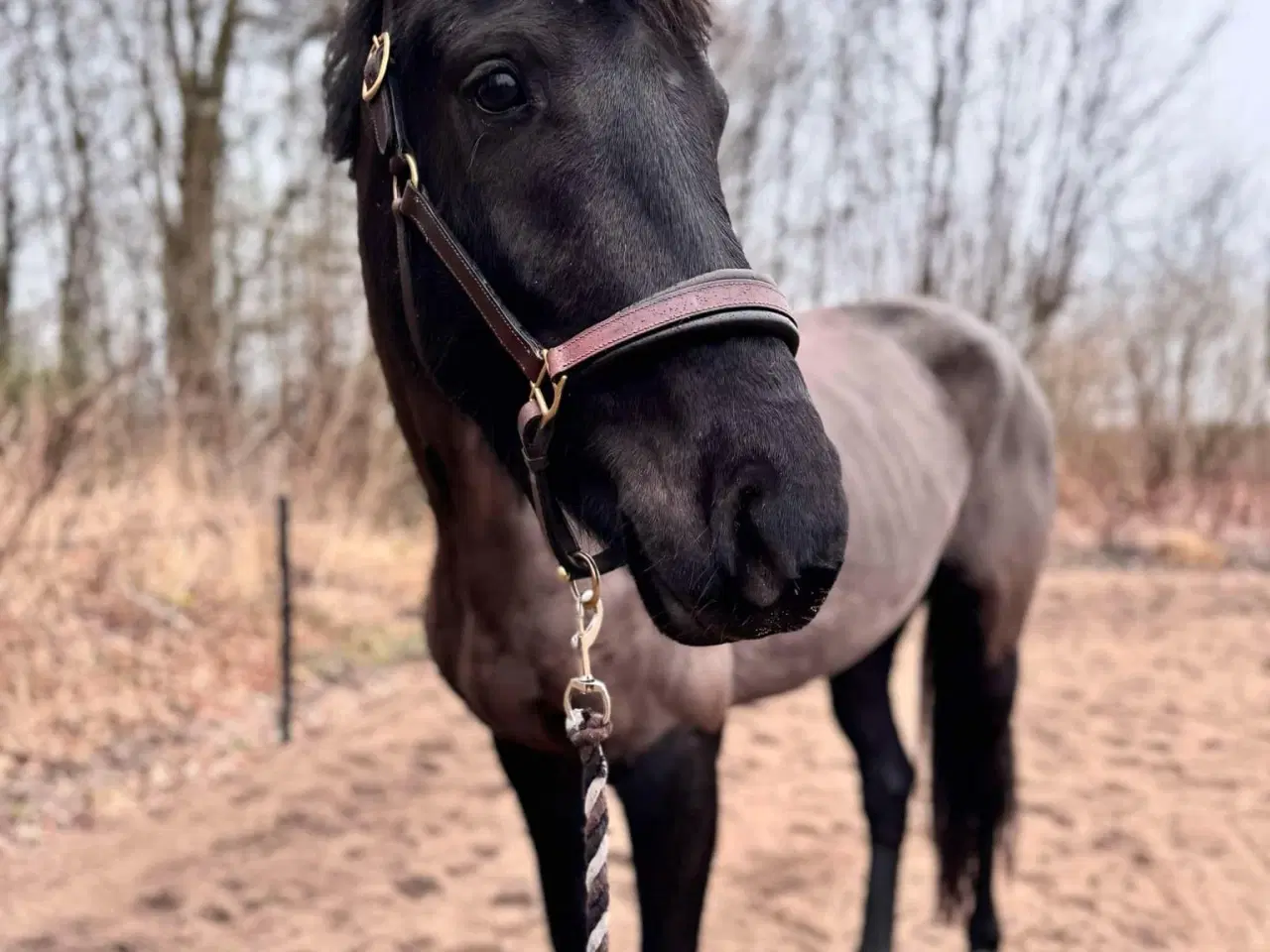 Billede 4 - Skøn hest 😀