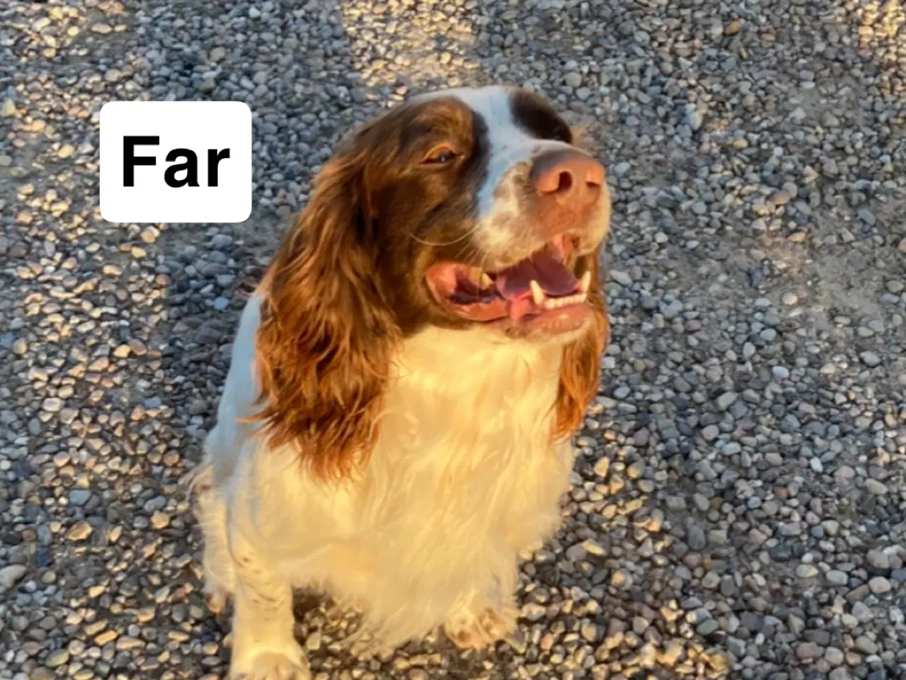 Billede 13 - FT Springer Spaniel hvalpe - klar til flyt 6 sep.