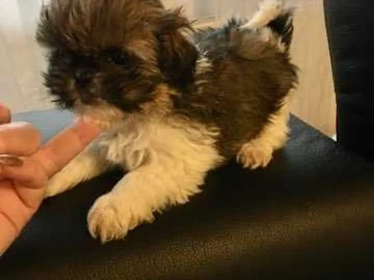 Billede 8 - Shih tzu 