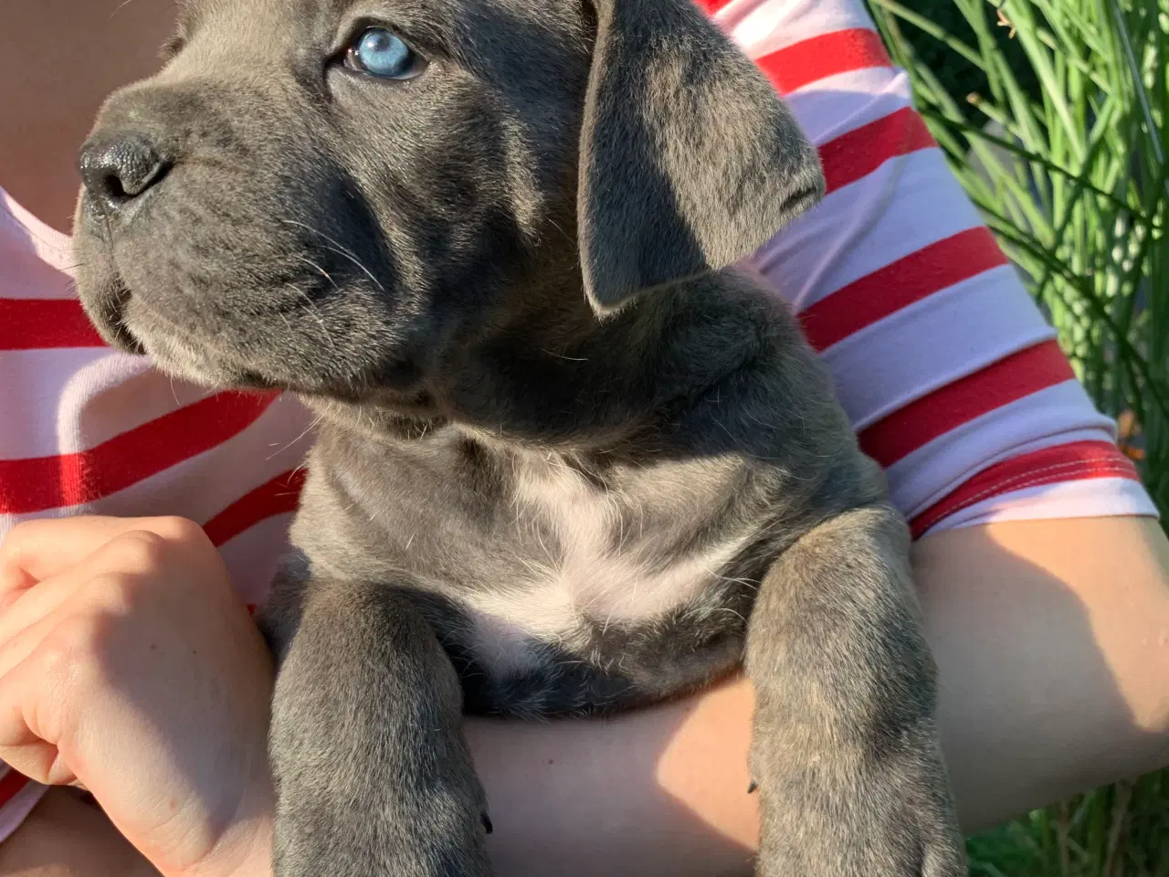 Billede 4 - Cane Corso Italiano hvalpe 