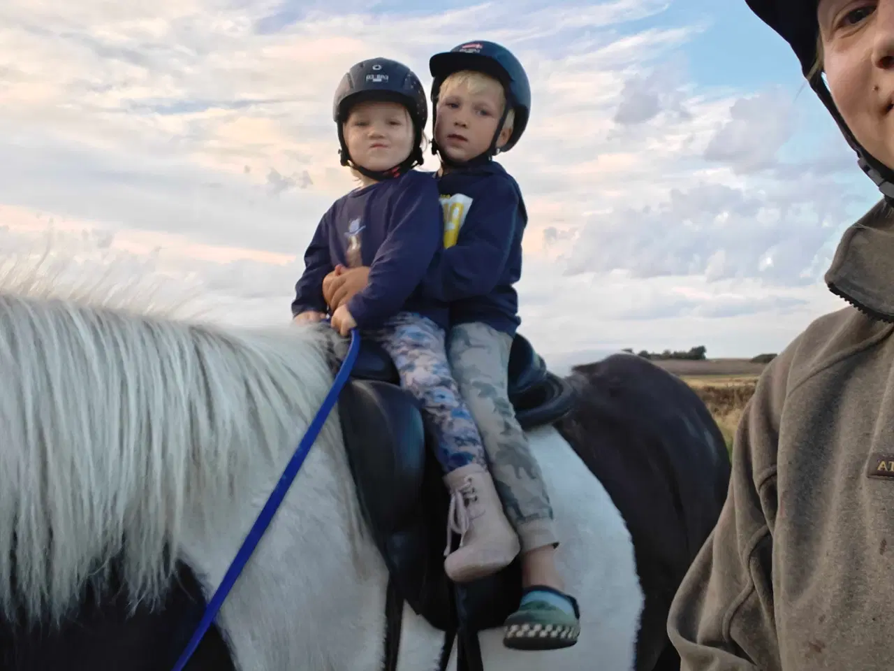 Billede 4 - Kæmpe stor venlig islænder hoppe til HELE familien