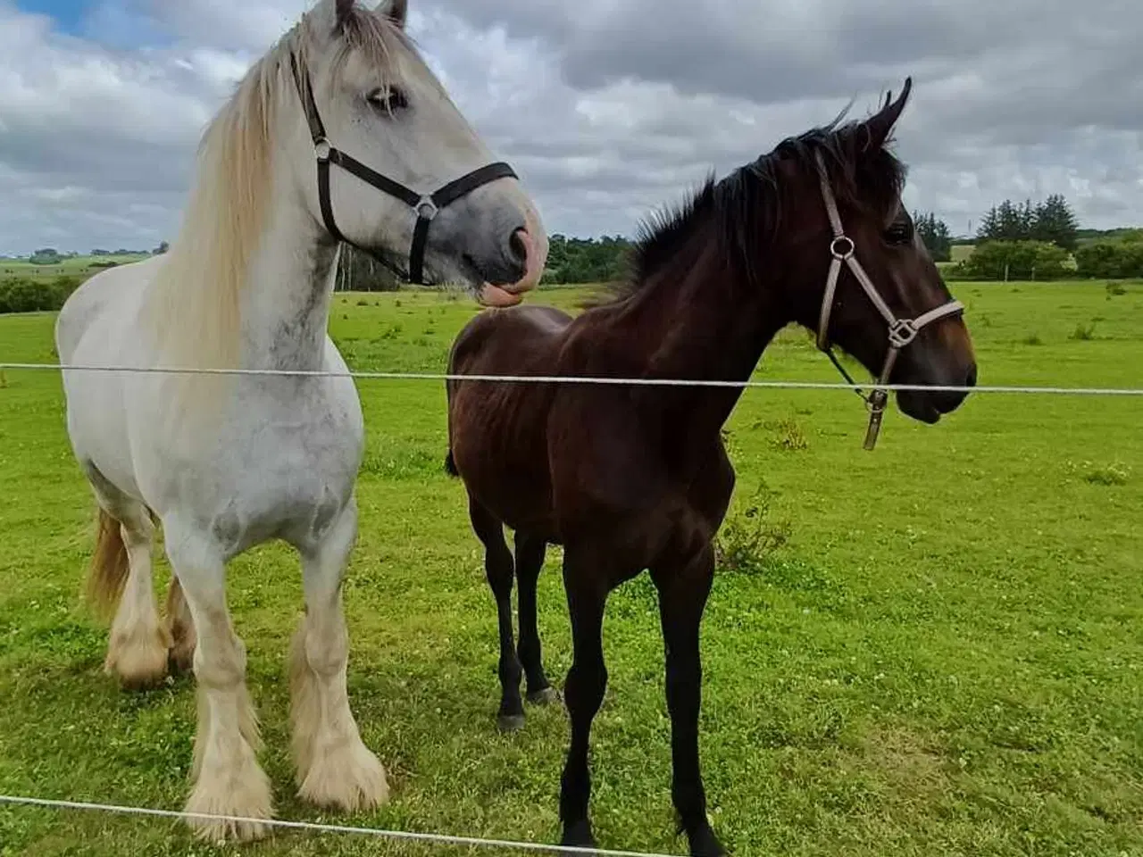 Billede 2 - Irish Cob hoppe 165cm