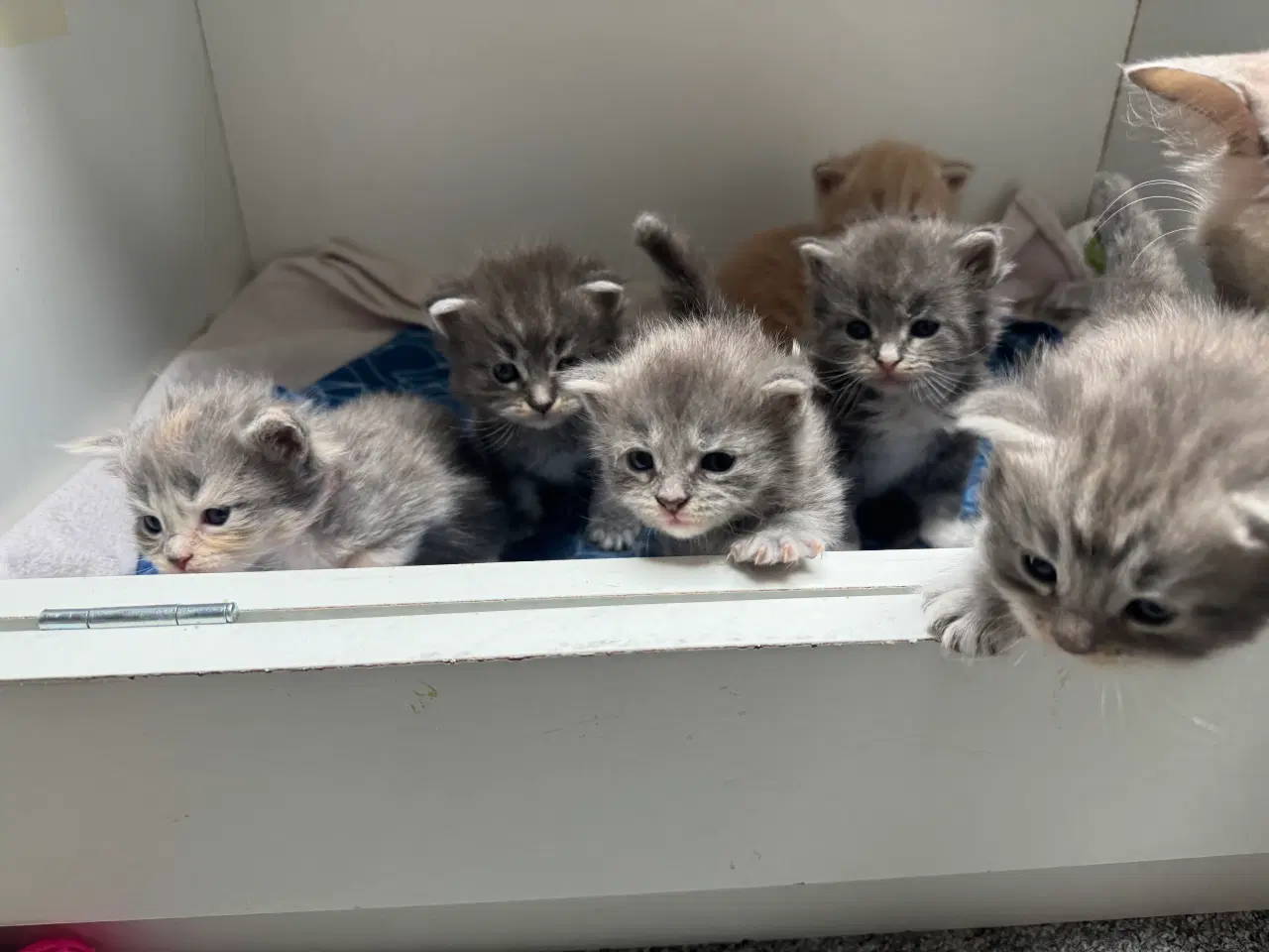 Billede 1 - Maine Coon killinger sælges 