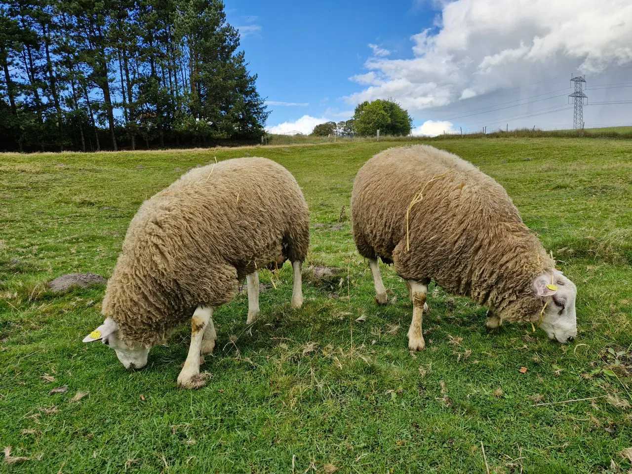 Billede 3 - Flot Texel vædder 2024