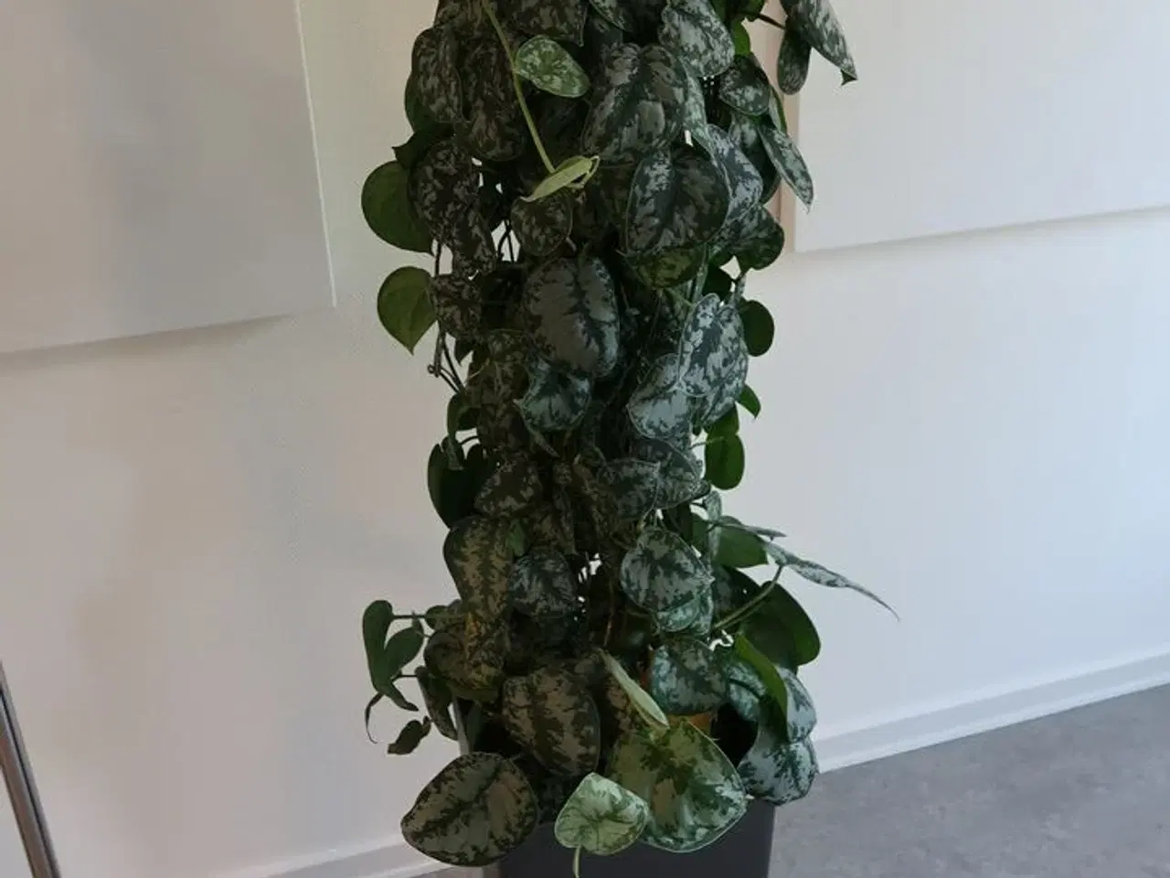 Billede 1 - Plante i krukke