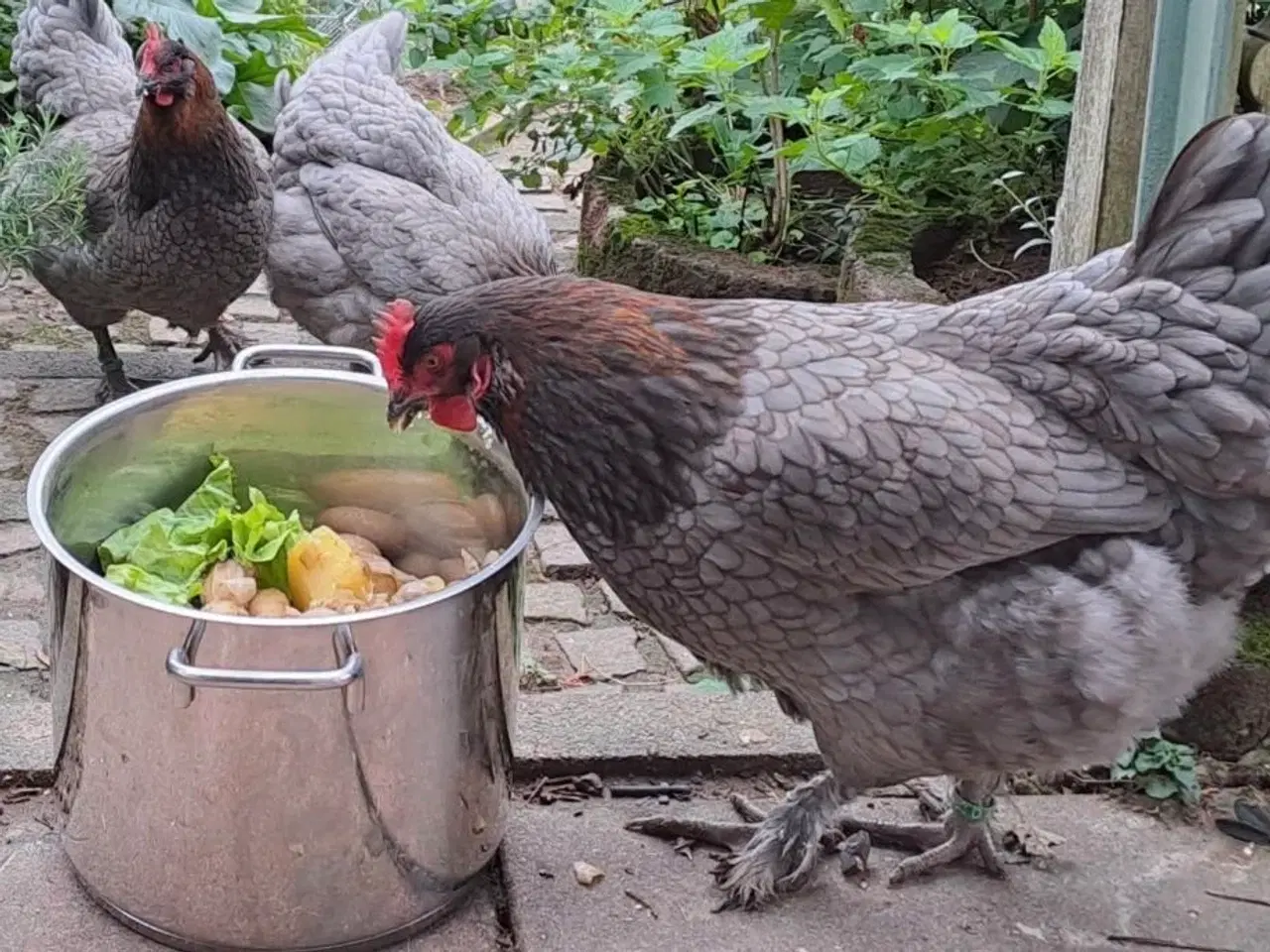 Billede 1 - Maran blå kobberfarvet rugeæg