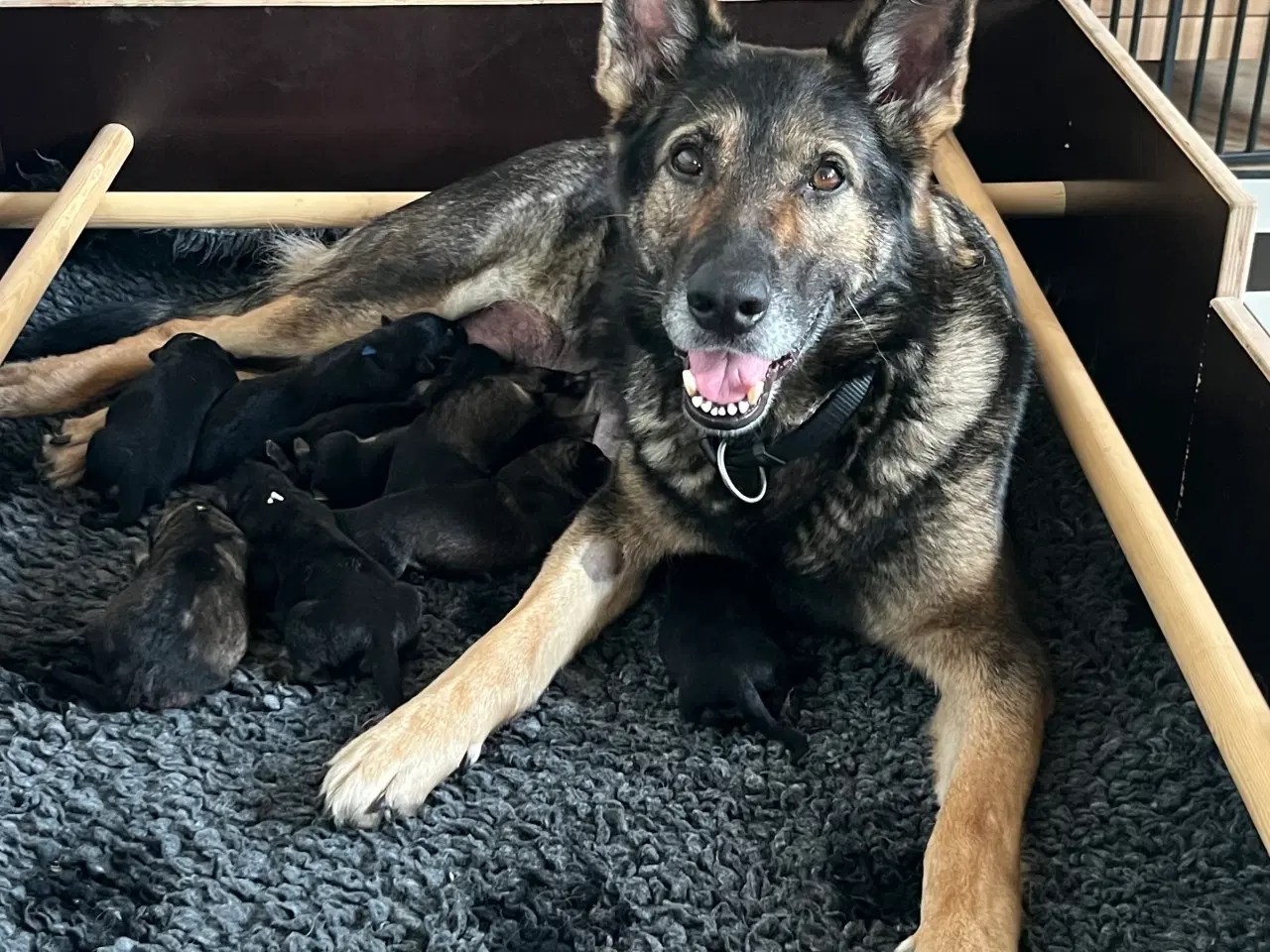 Billede 4 - Spændende hvalpe hos Kennel Team Dinona’s 