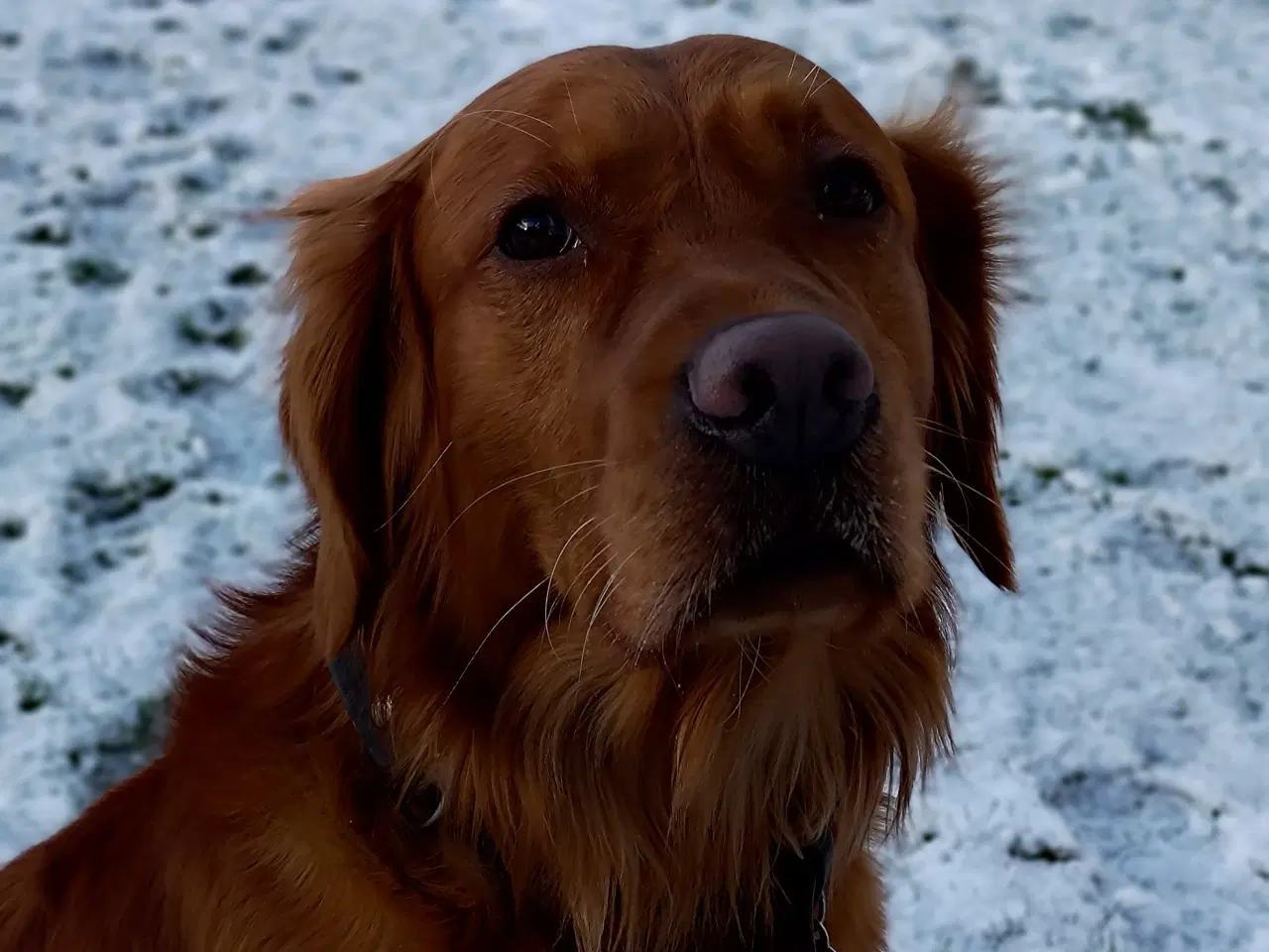 Billede 1 - Parring tilbydes. Gylden-mørk Golden Retriever