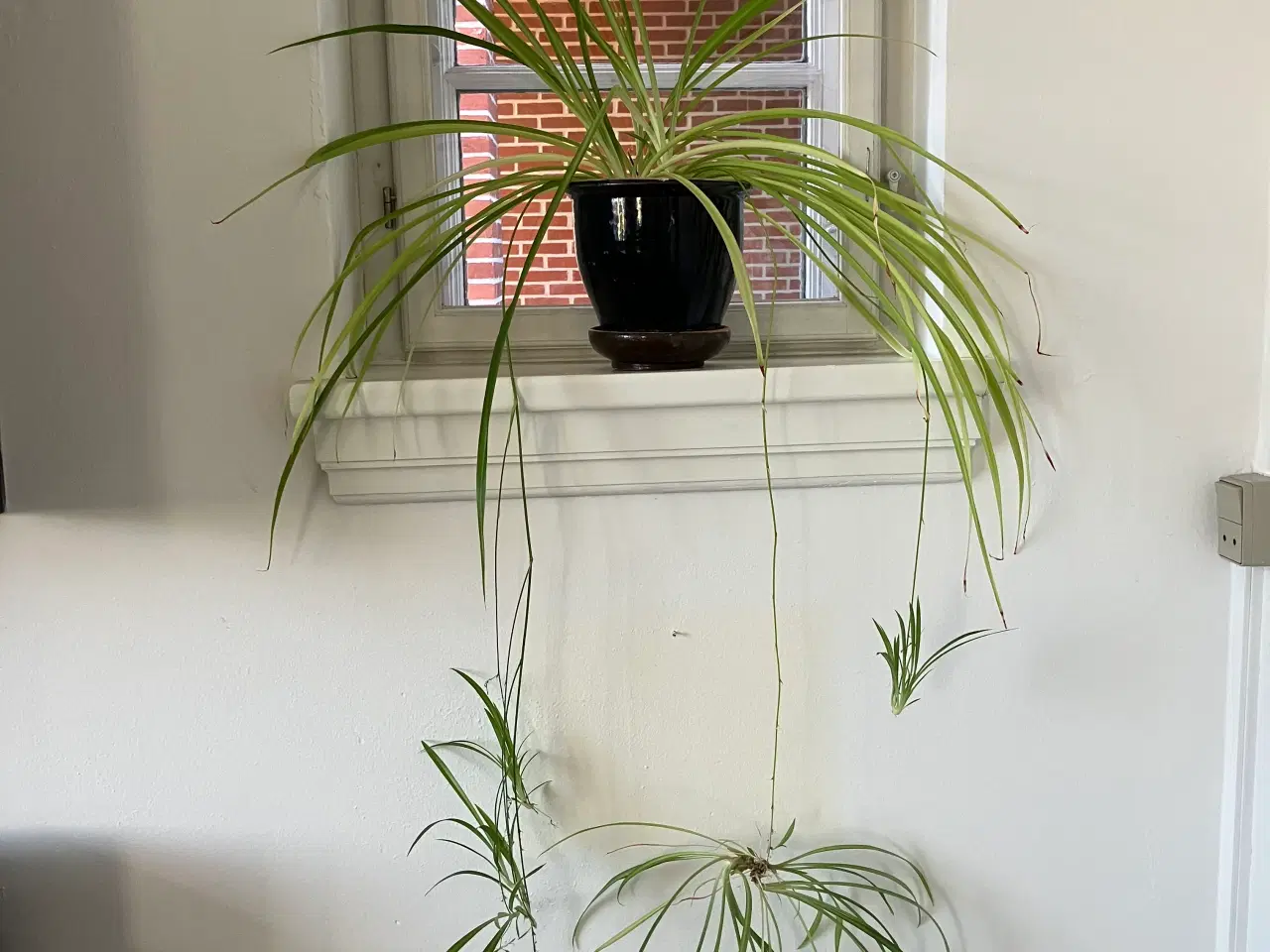 Billede 3 - Indretning stueplanter