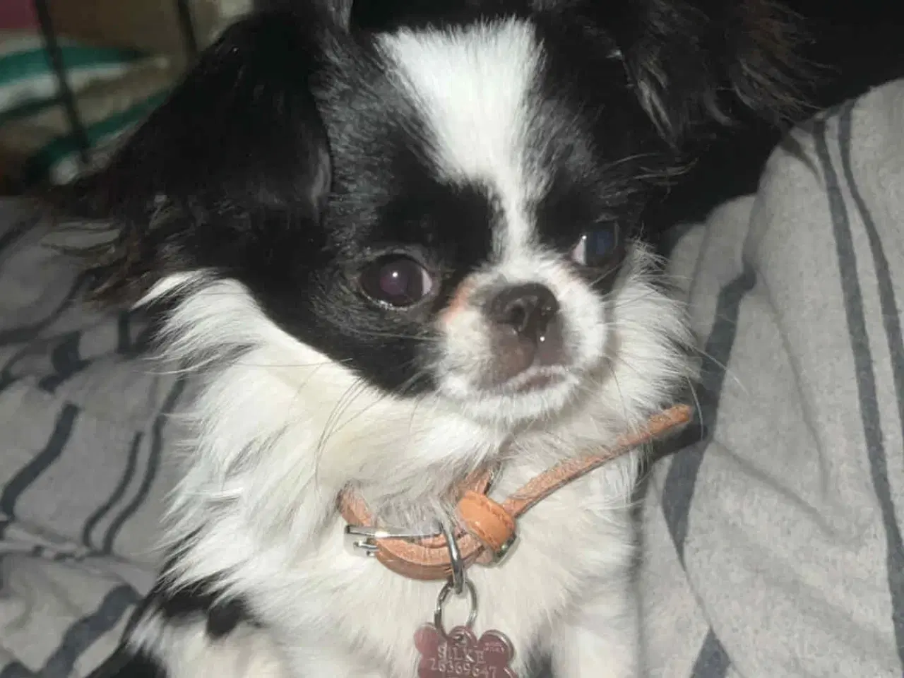 Billede 5 - Chihuahua/japanese chin blandning