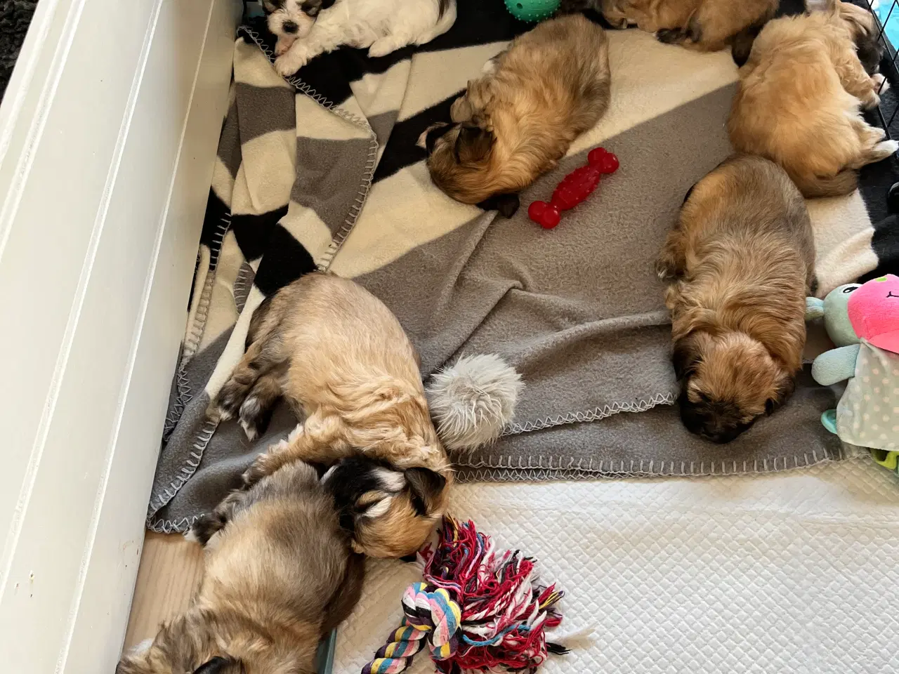 Billede 2 - Hundehvalpe
