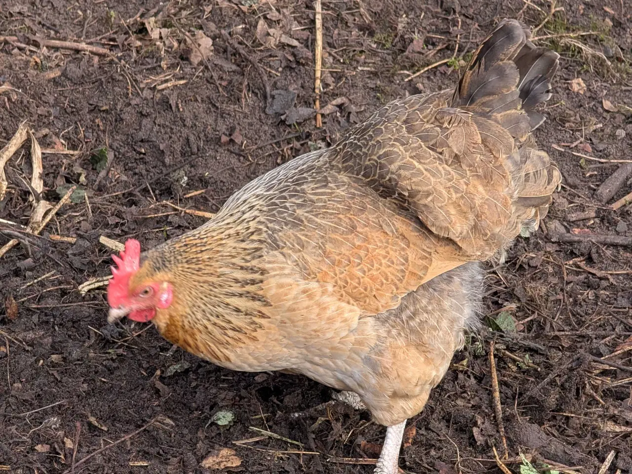 Billede 6 - Blandings høns