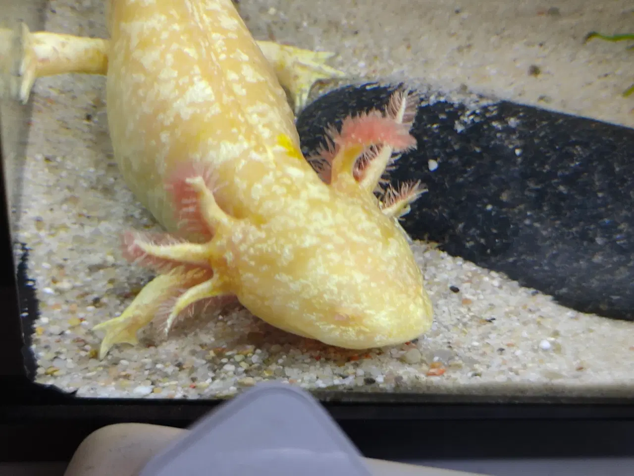 Billede 1 - Axolotl 