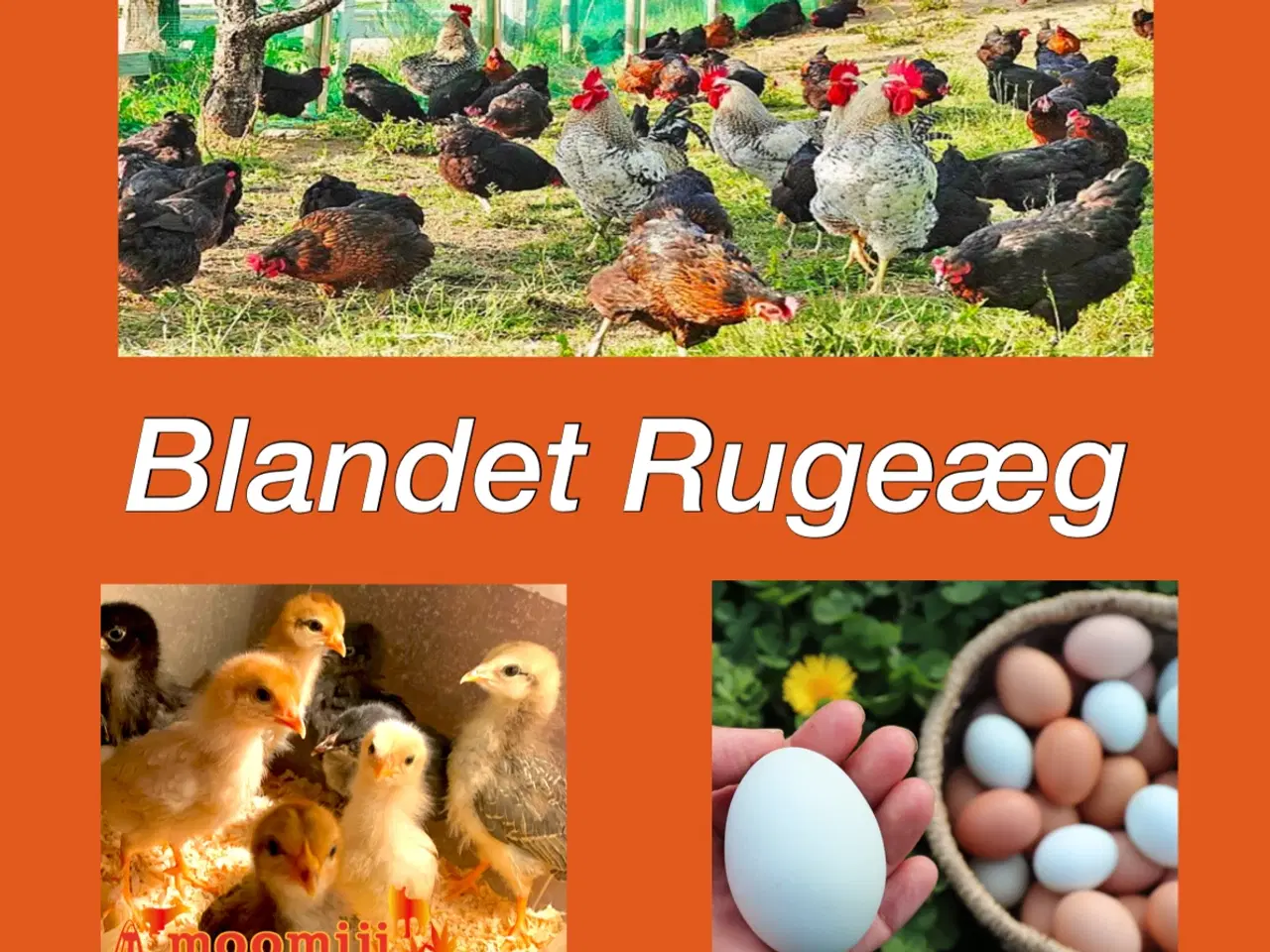 Billede 1 - Blandet Rugeæg