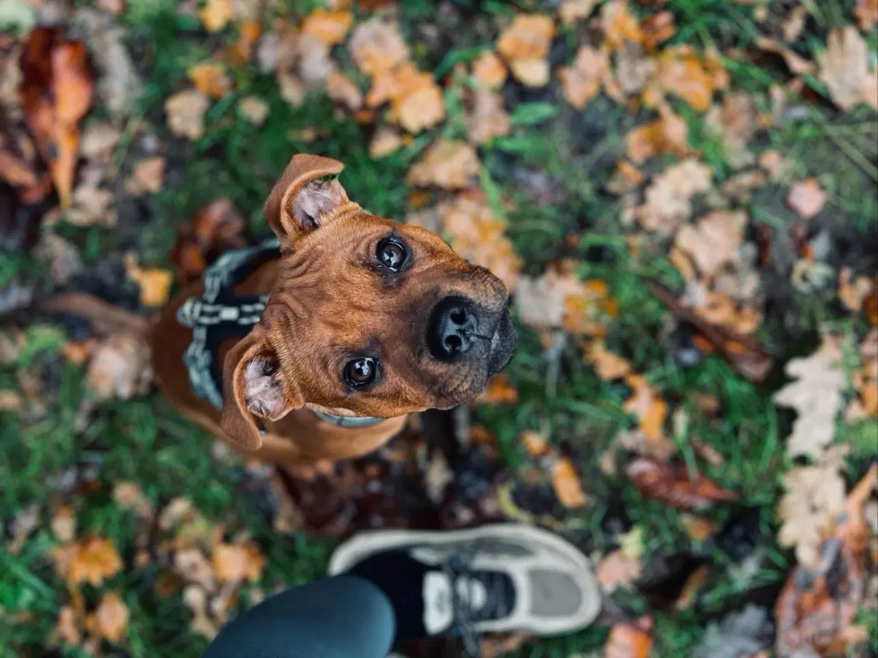 Billede 4 - Staffordshire Bull Terrier DKK