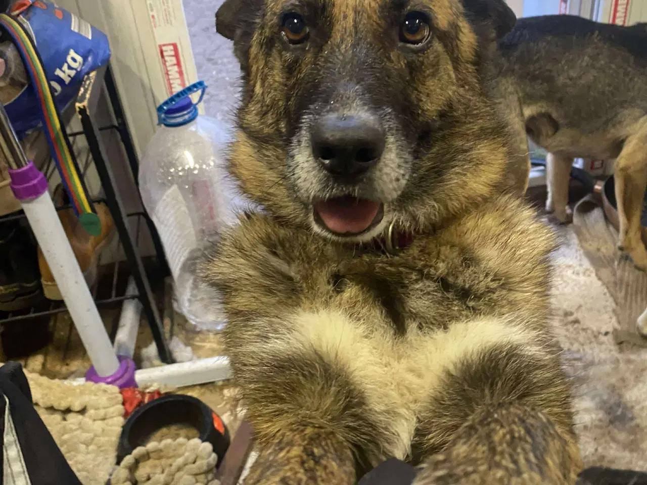 Billede 8 - Uadskilleligt makkerpar søger hjem sammen 🩷