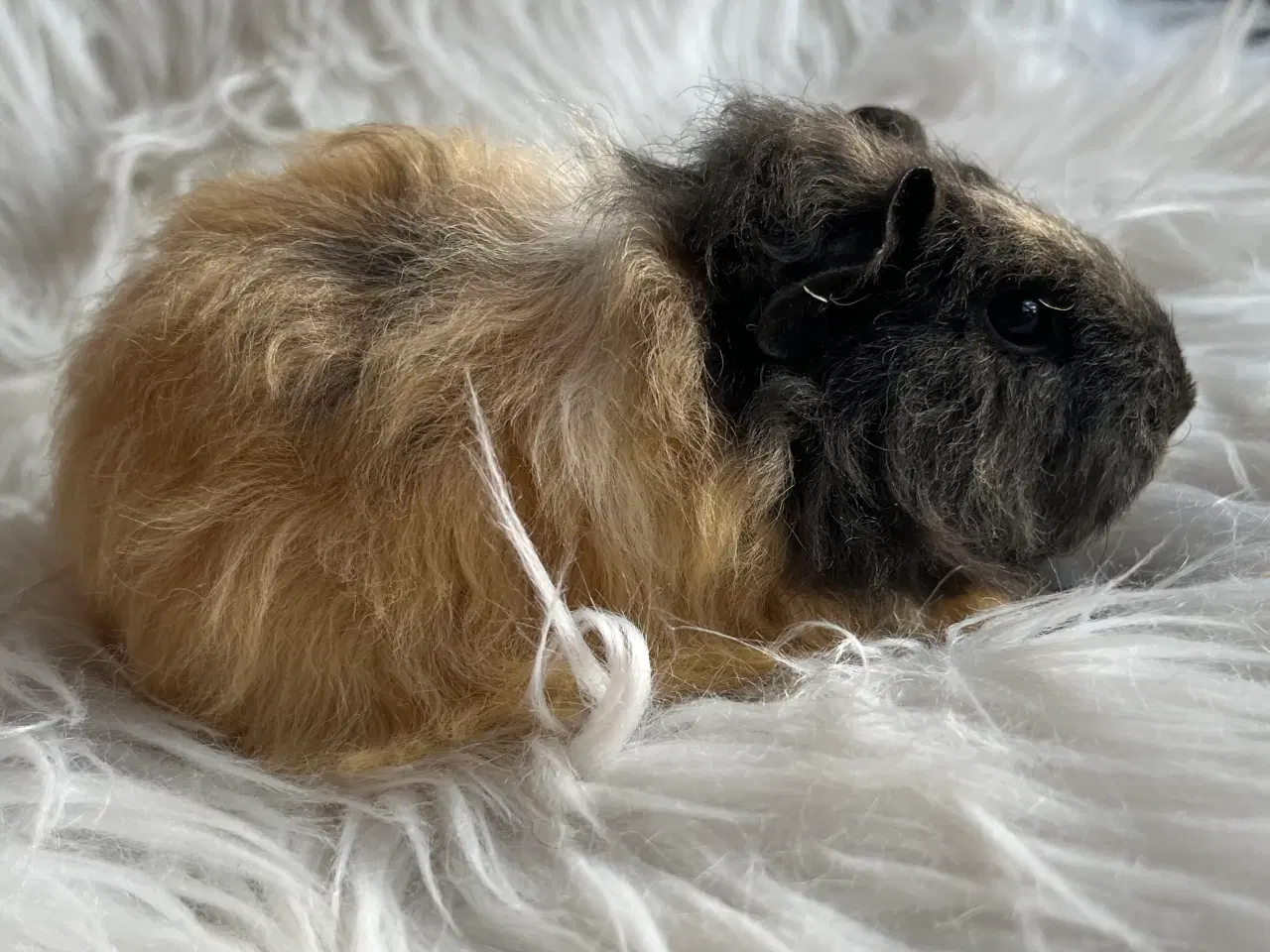 Billede 8 - Hun unge