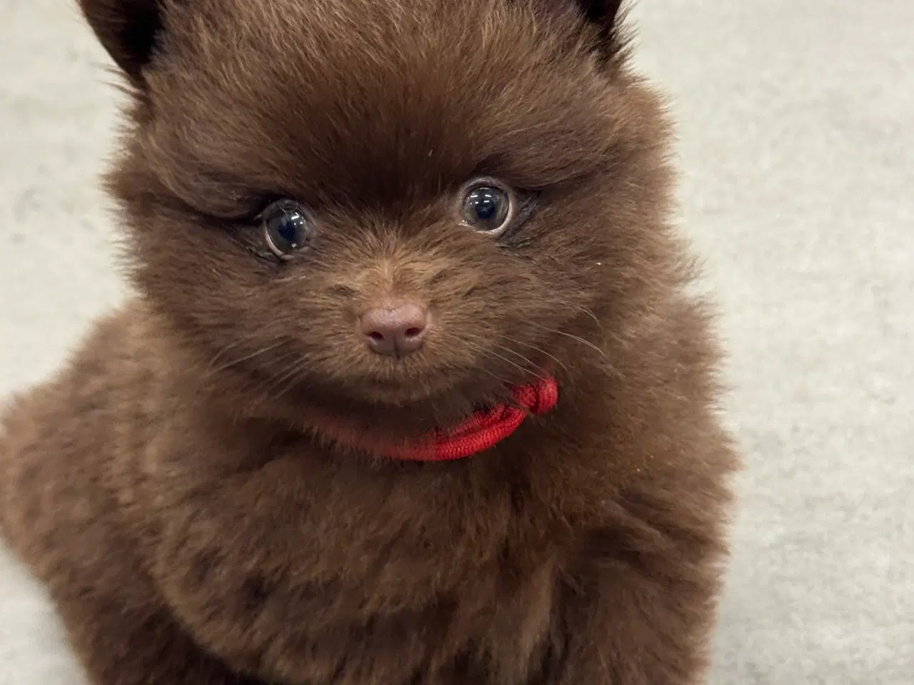 Billede 2 - Pomerania hvalpe 1 pige tilbage