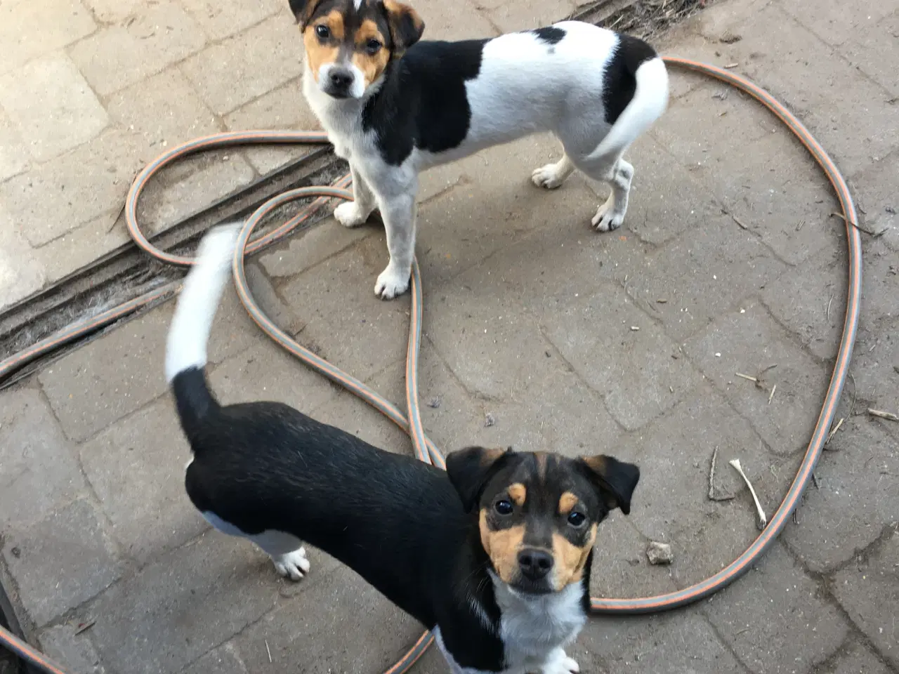 Billede 1 - Dansk Svensk Gårdhundehvalp-