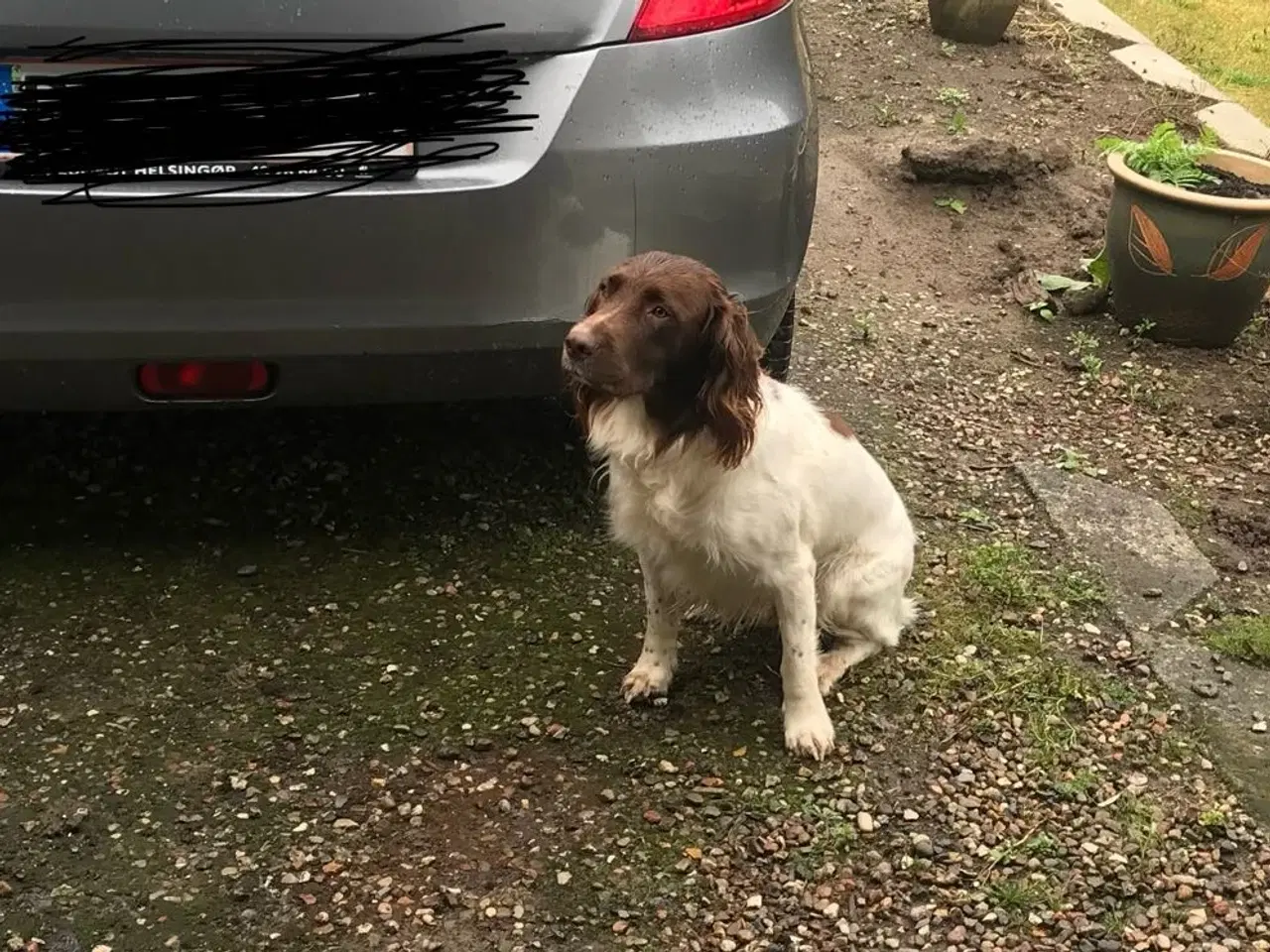 Billede 3 - Ft springer spaniel hvalpe til salg 