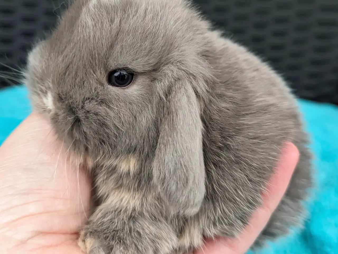 Billede 4 - Minilop kaninunge sælges