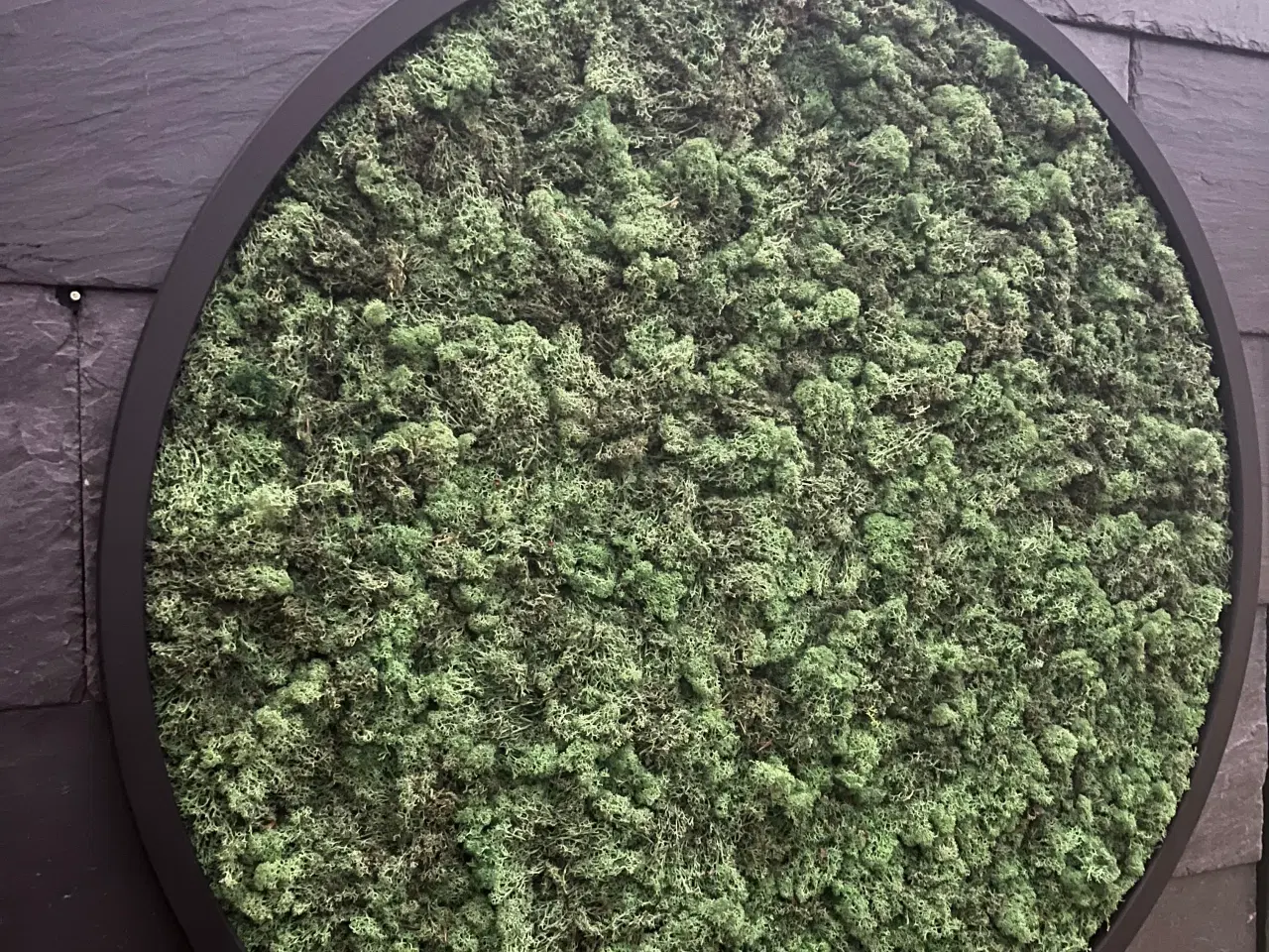 Billede 6 - Mos billede med LED