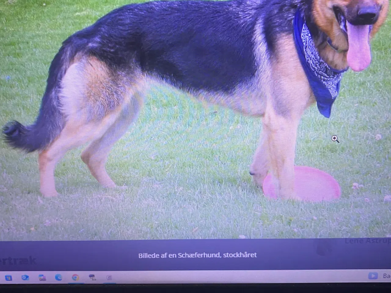 Billede 1 - Schæfertæve/Labradore
