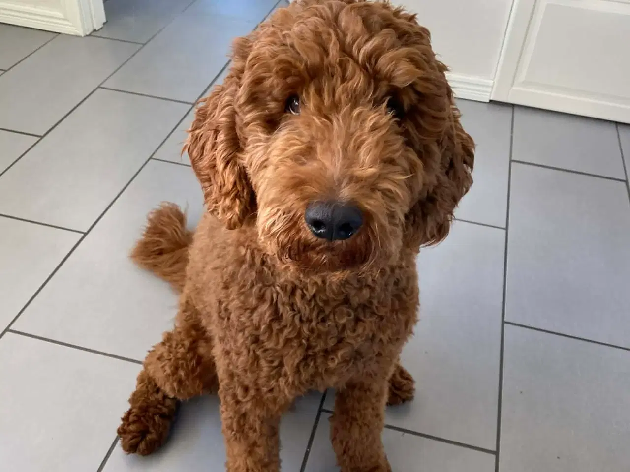 Billede 13 - Labradoodle F1b