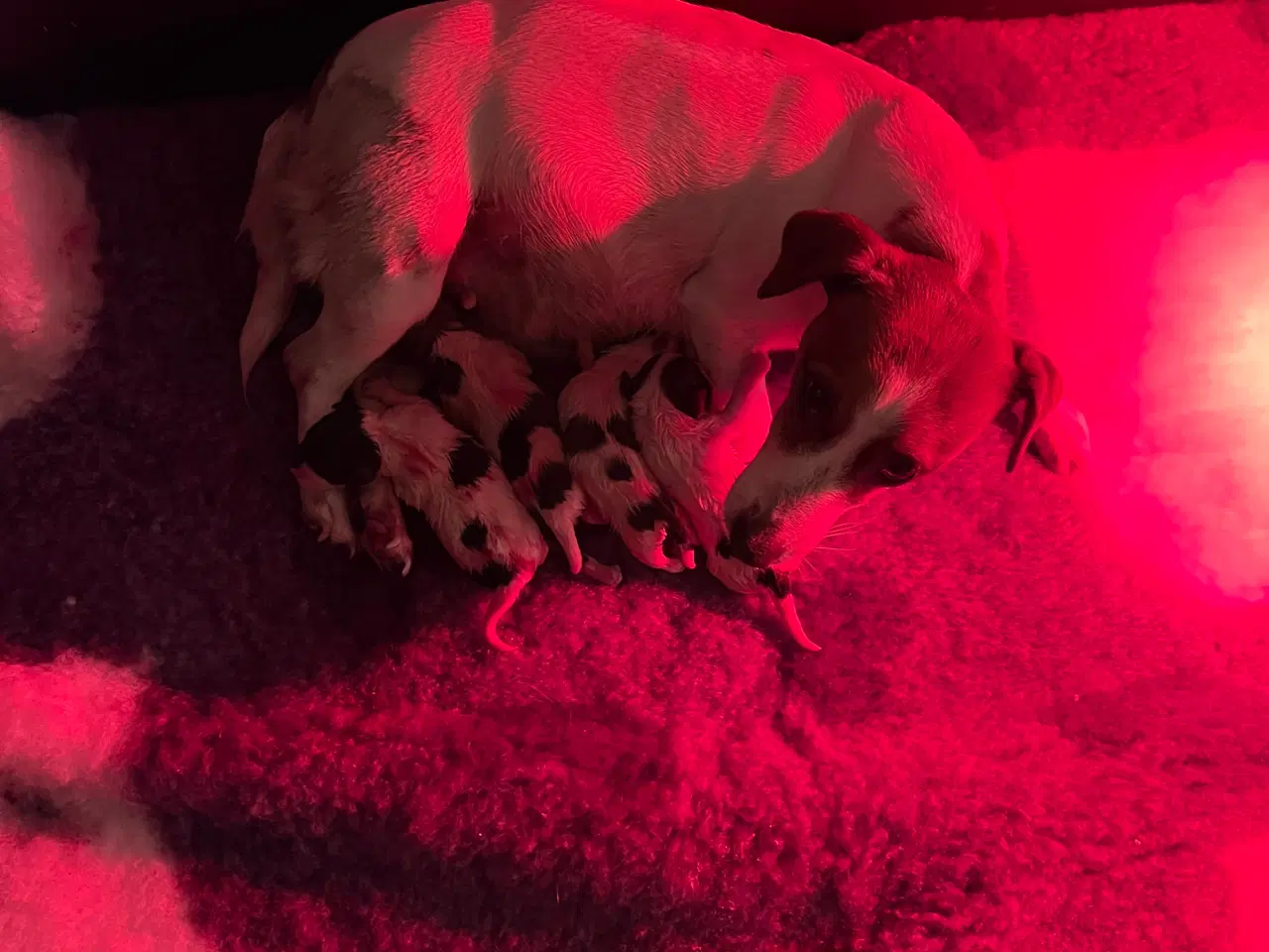 Billede 3 - Glathåret Jack Russel hvalpe af den lave type