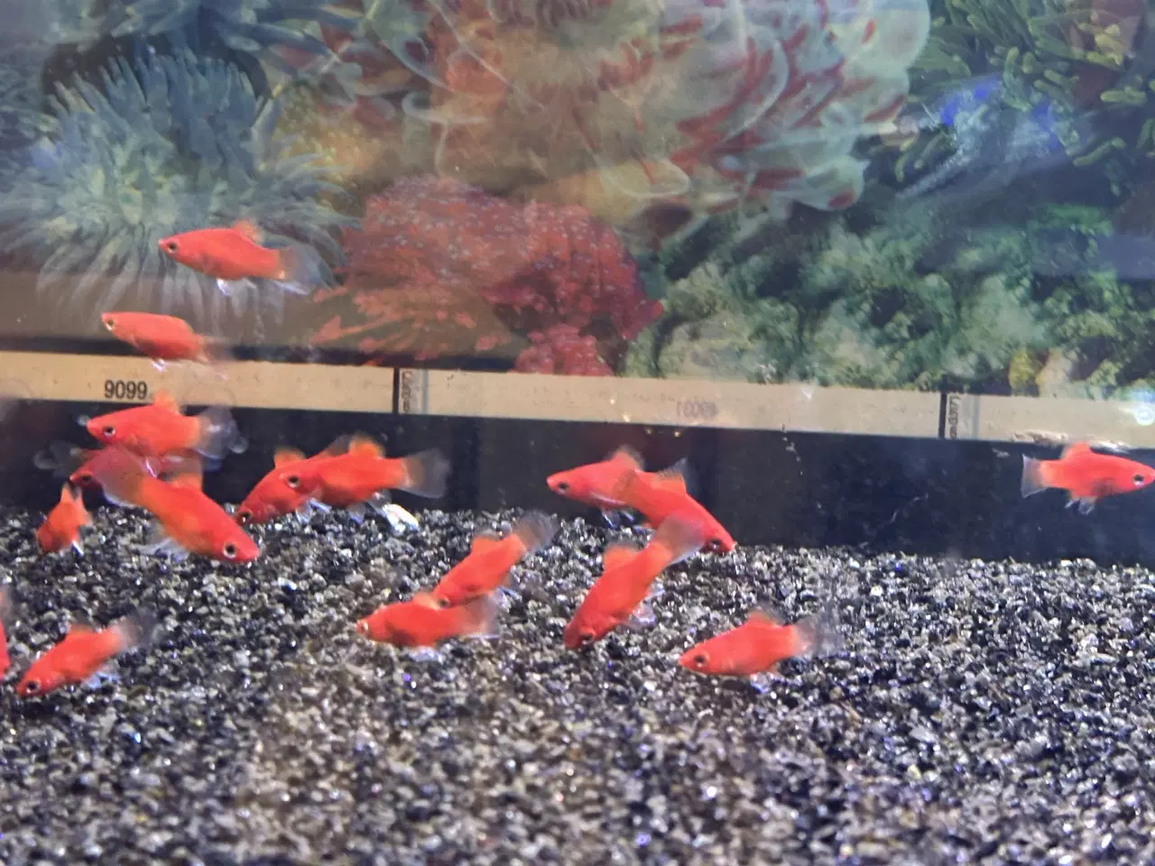 Billede 3 - Rød platty unger