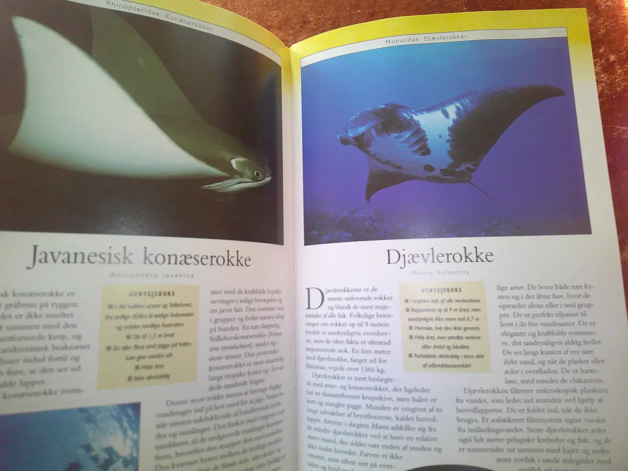 Billede 5 - Hajer & Rokker, Timothy C. Tricas,