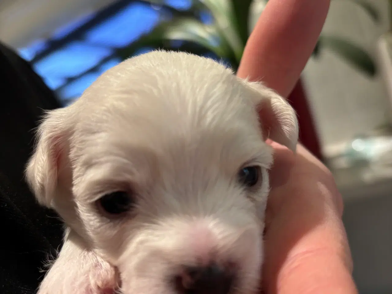 Billede 9 - Bichon Malteser hvalpe 💝🐩