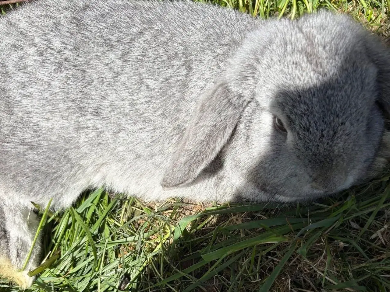 Billede 4 - Minilops 