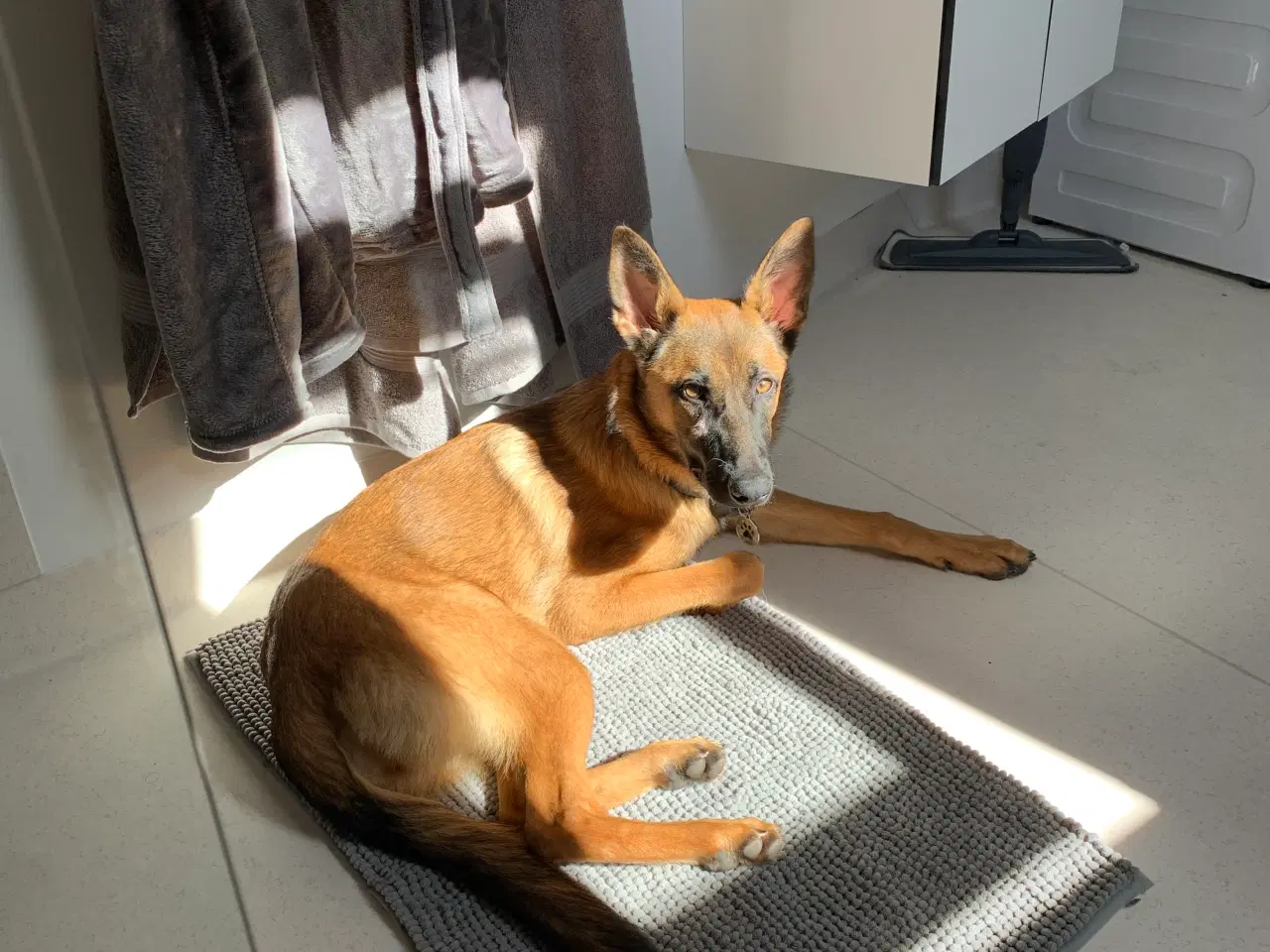 Billede 3 - Malinois til salg