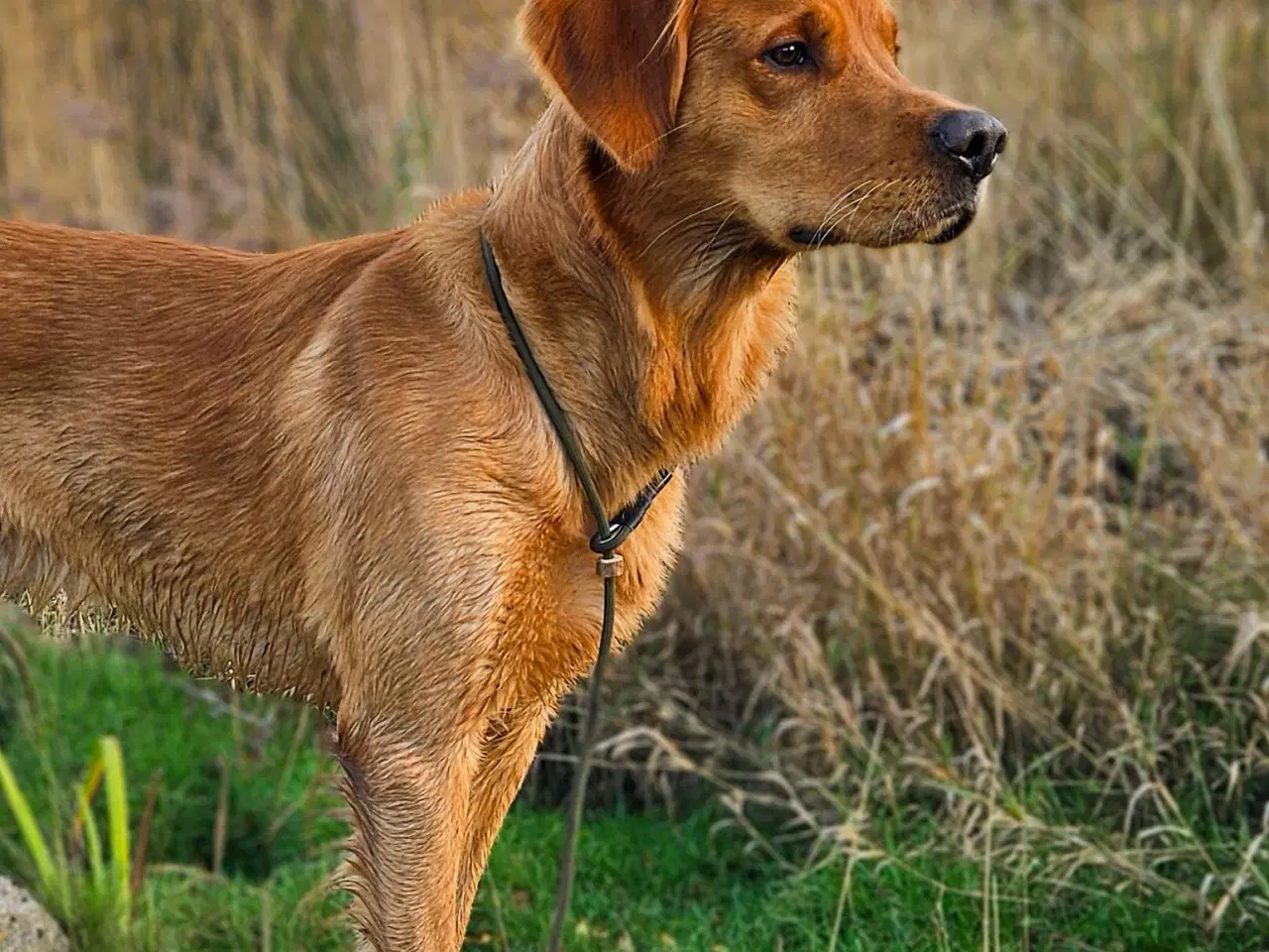 Billede 2 - Golden Retriever tilbydes til avl