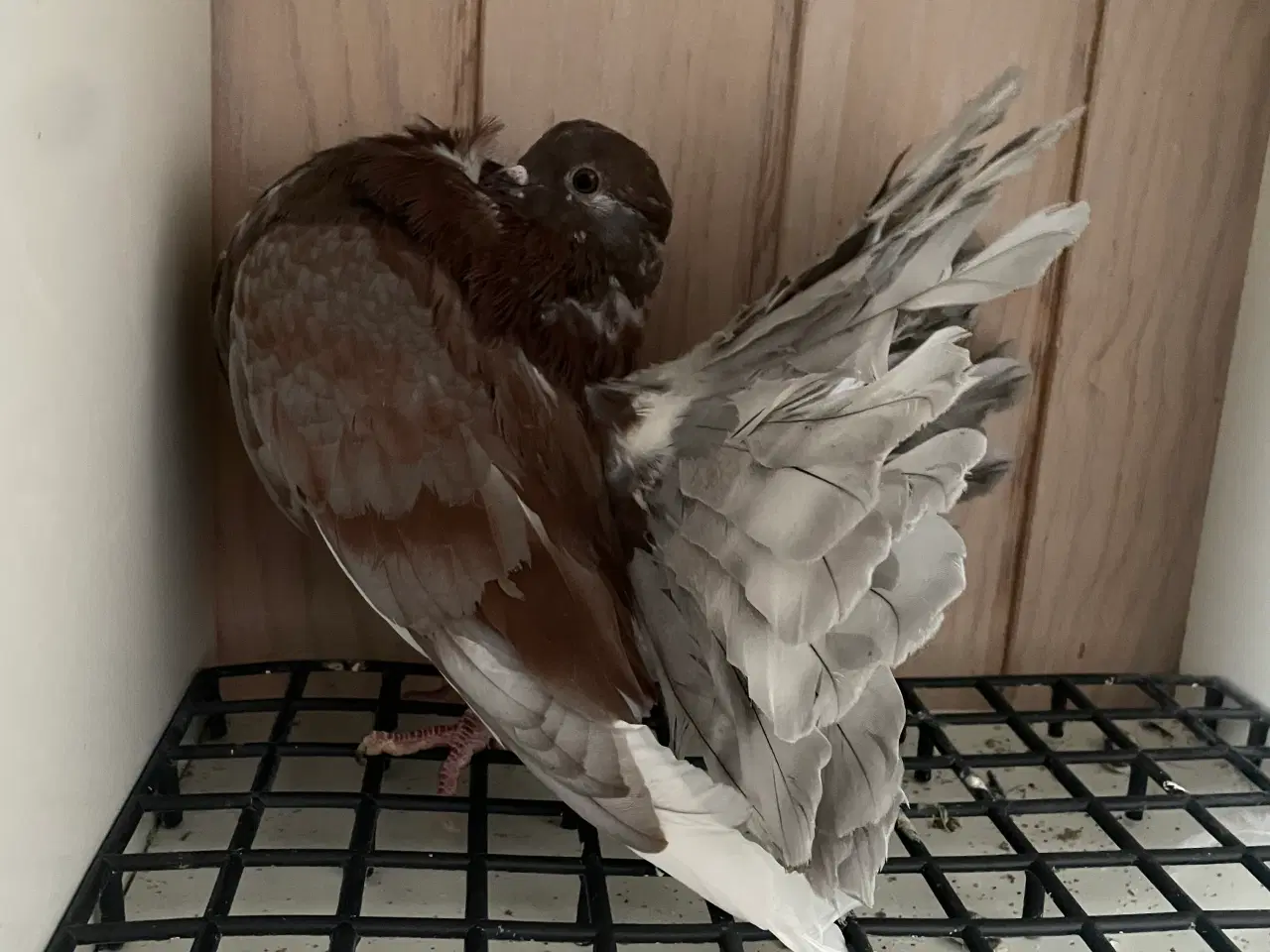 Billede 1 - Flotte duer søger nyt hjem