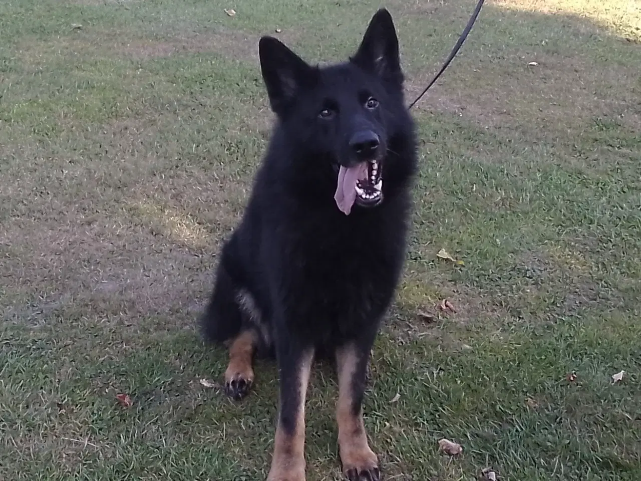 Billede 2 - Schæfer hanhund efter "Fremragende forældre 😃