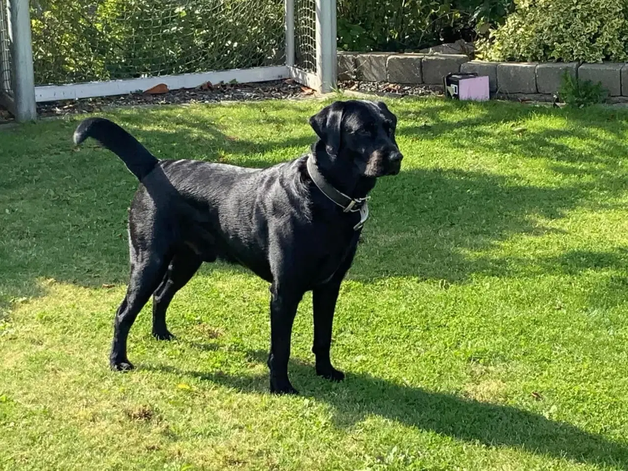 Billede 5 - Dejlige labrador hvalpe sælges