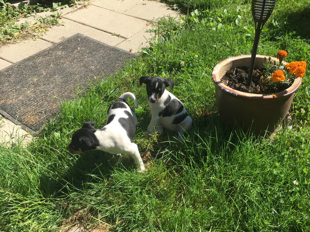 Billede 10 - Dansk svensk gårdhund hvalpe