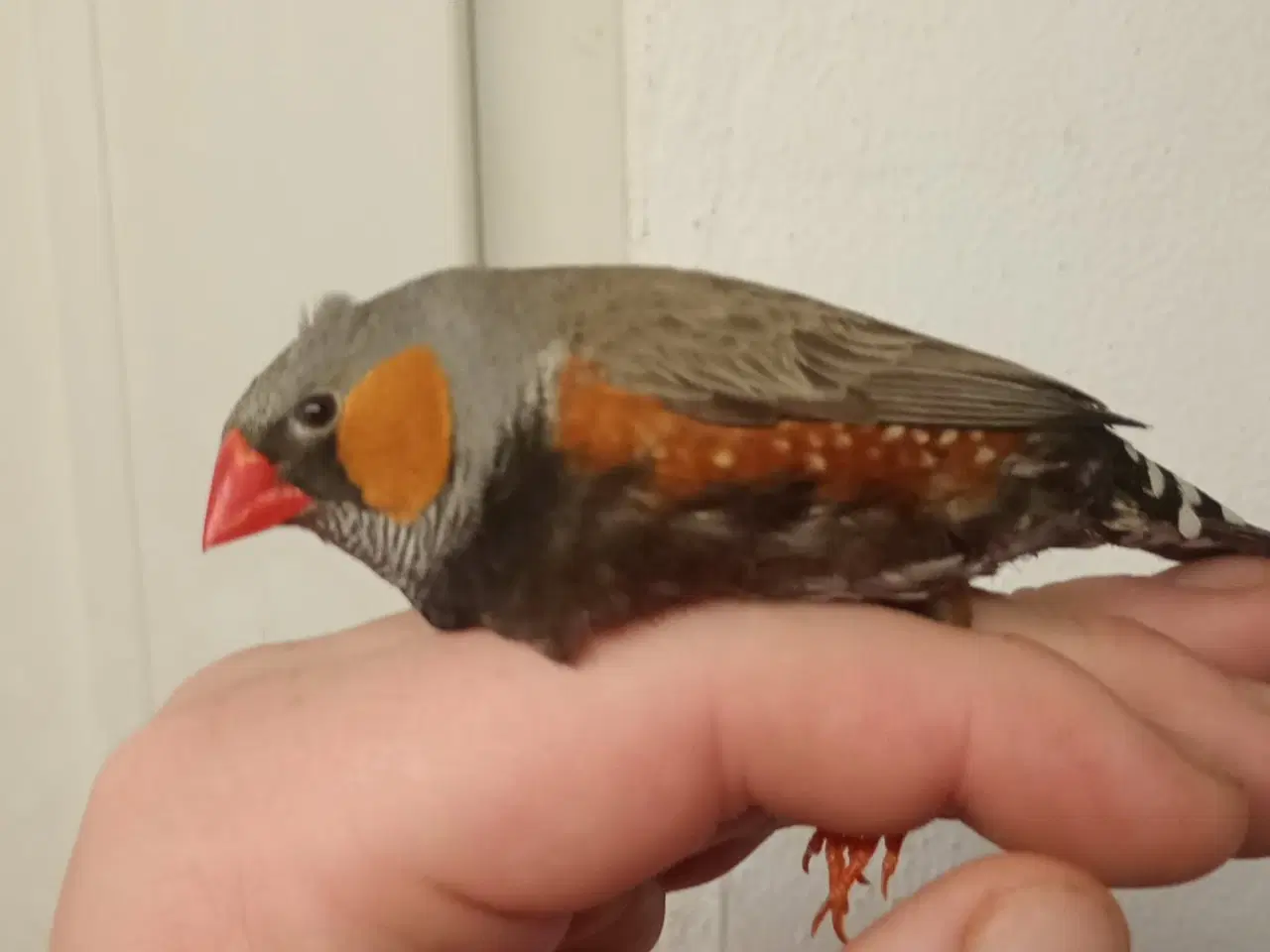 Billede 1 - Han udstilling zabre 