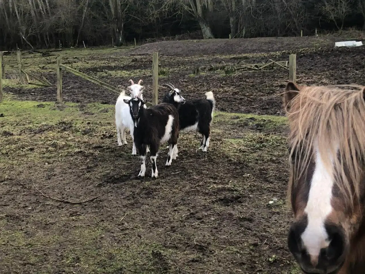Billede 3 - Knold og Tot sælges