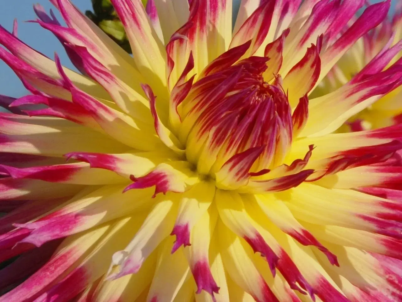 Billede 12 - Dahlia Georginer