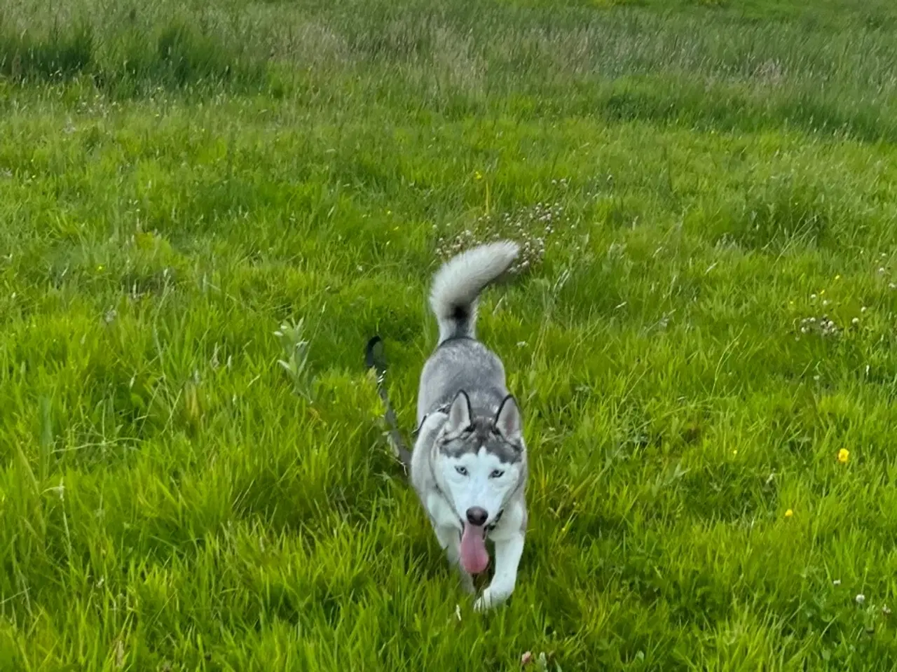 Billede 2 - Husky søger nyt hjem