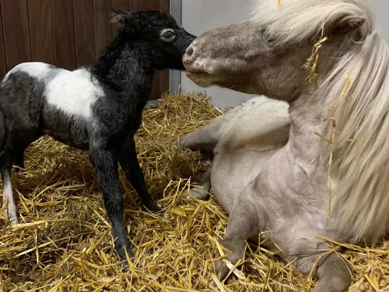 Billede 1 - Mini shetlands hoppeføl