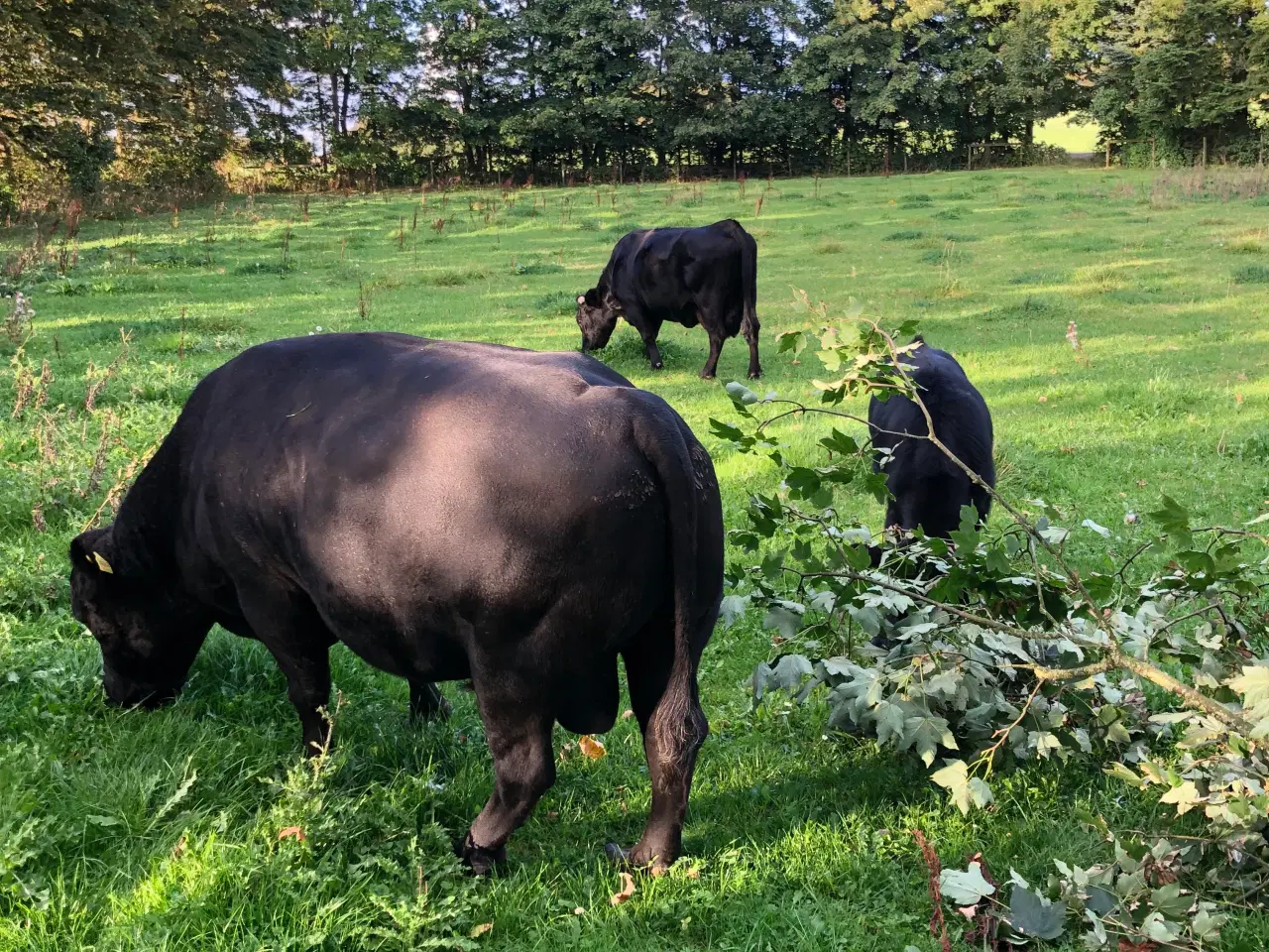 Billede 3 - Dexter tyr. 