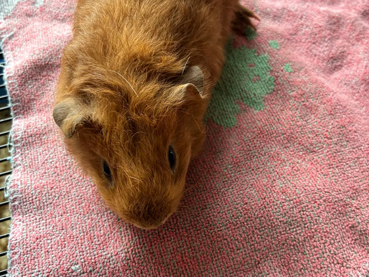 Billede 14 - Marsvin i forskellig aldre skinner er hunner