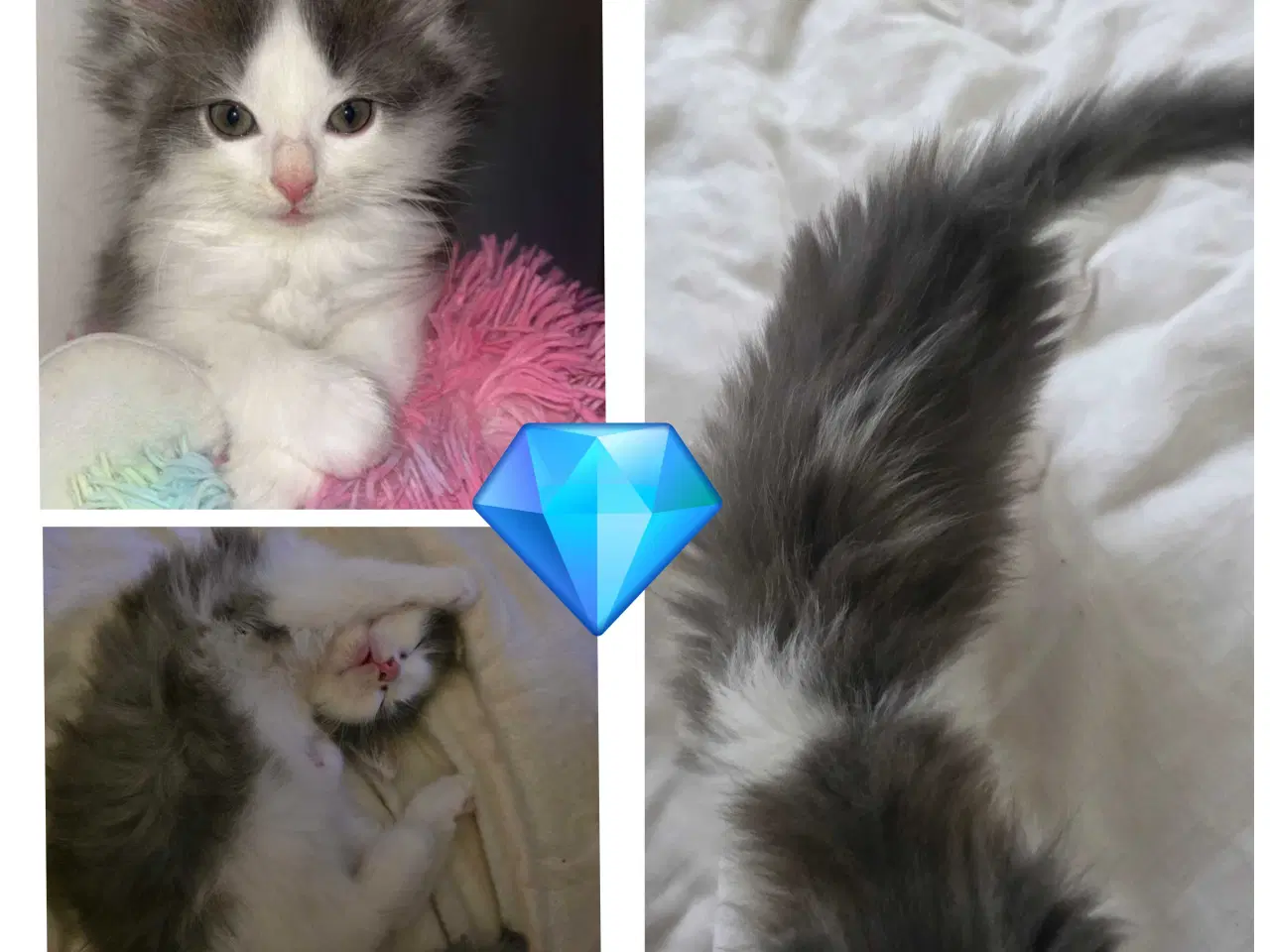 Billede 9 - Killinger mainecoon blandinger