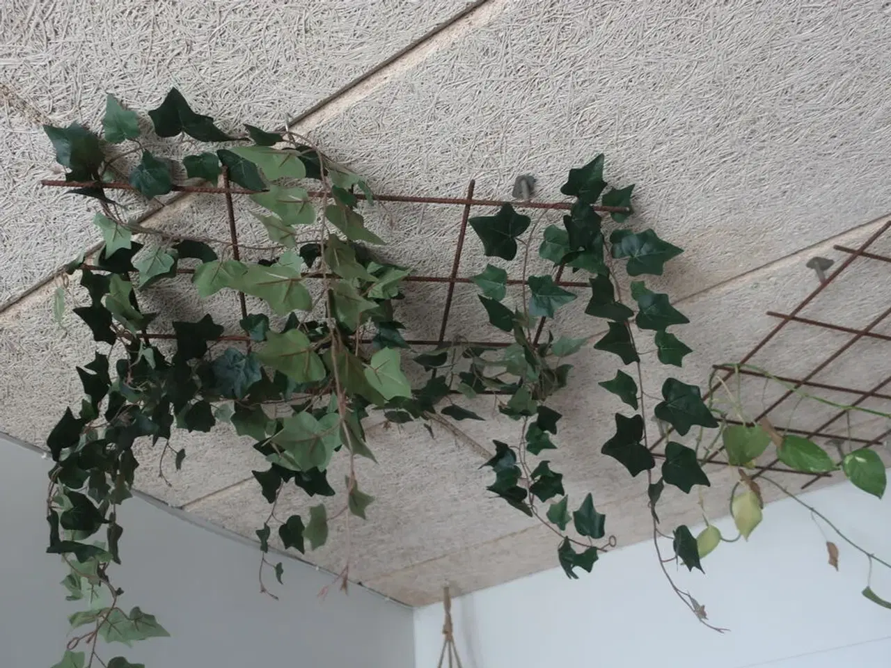 Billede 4 - Diverse planter i loftet m.m.