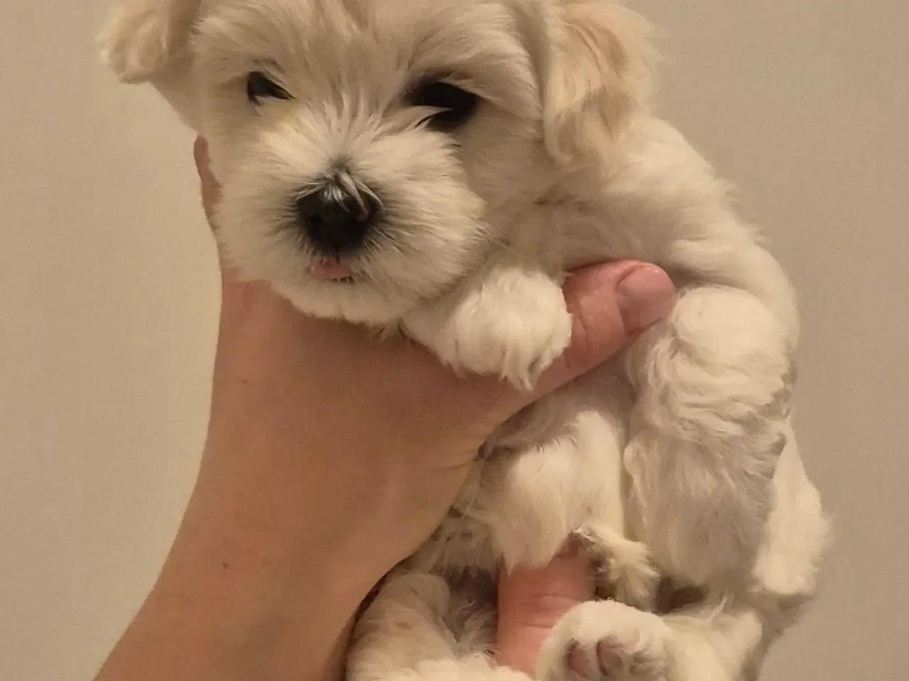 Billede 2 - Skønne malteserhvalpe søger deres nye