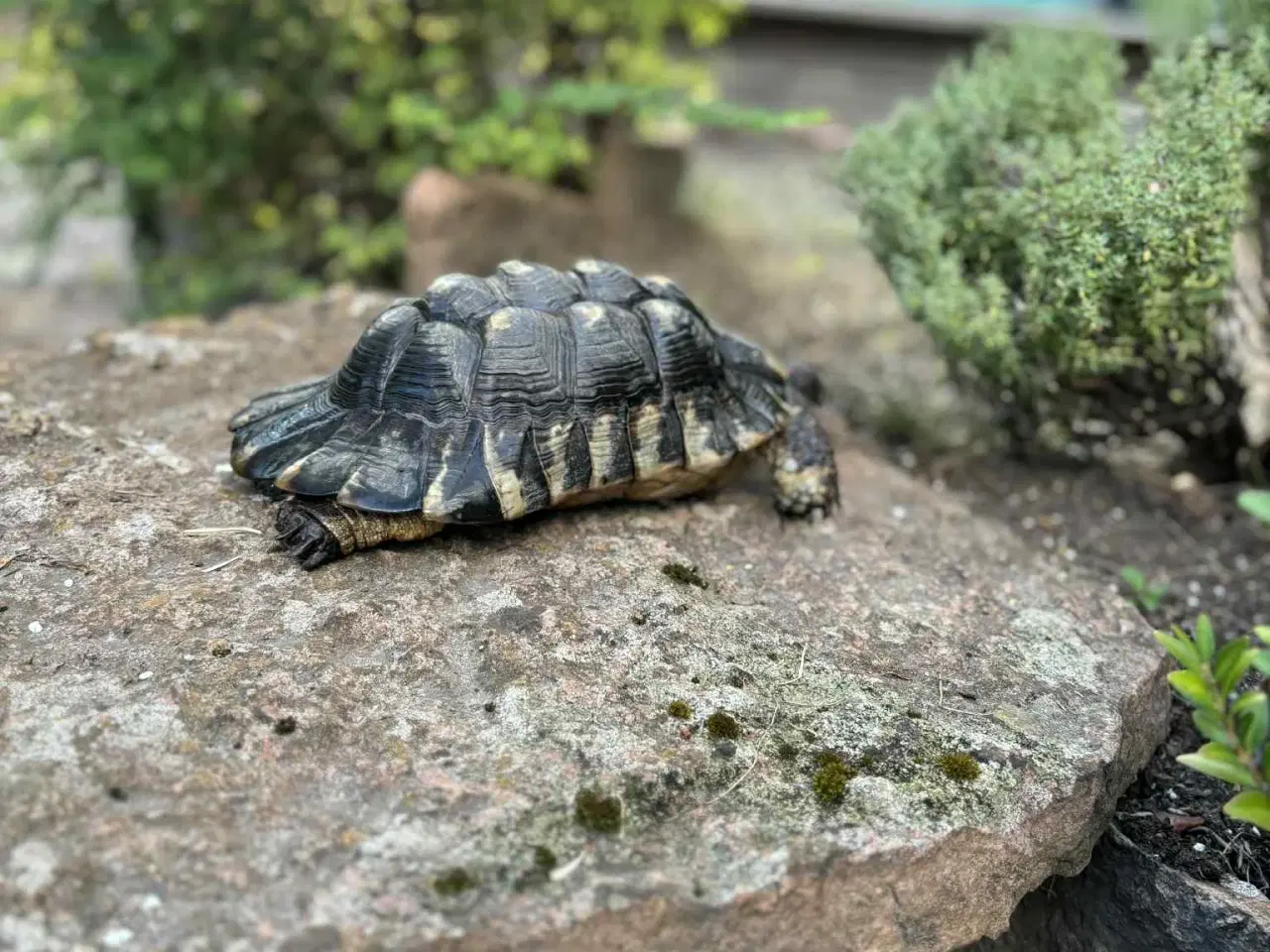 Billede 2 - 2 Han Bredrandet Landskildpadder